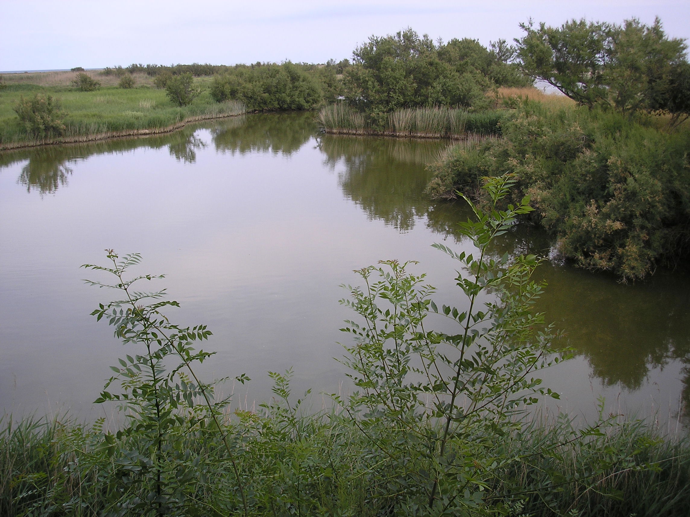 Parque natural dels Aiguamolls de l'Empordá, por isalatrendi