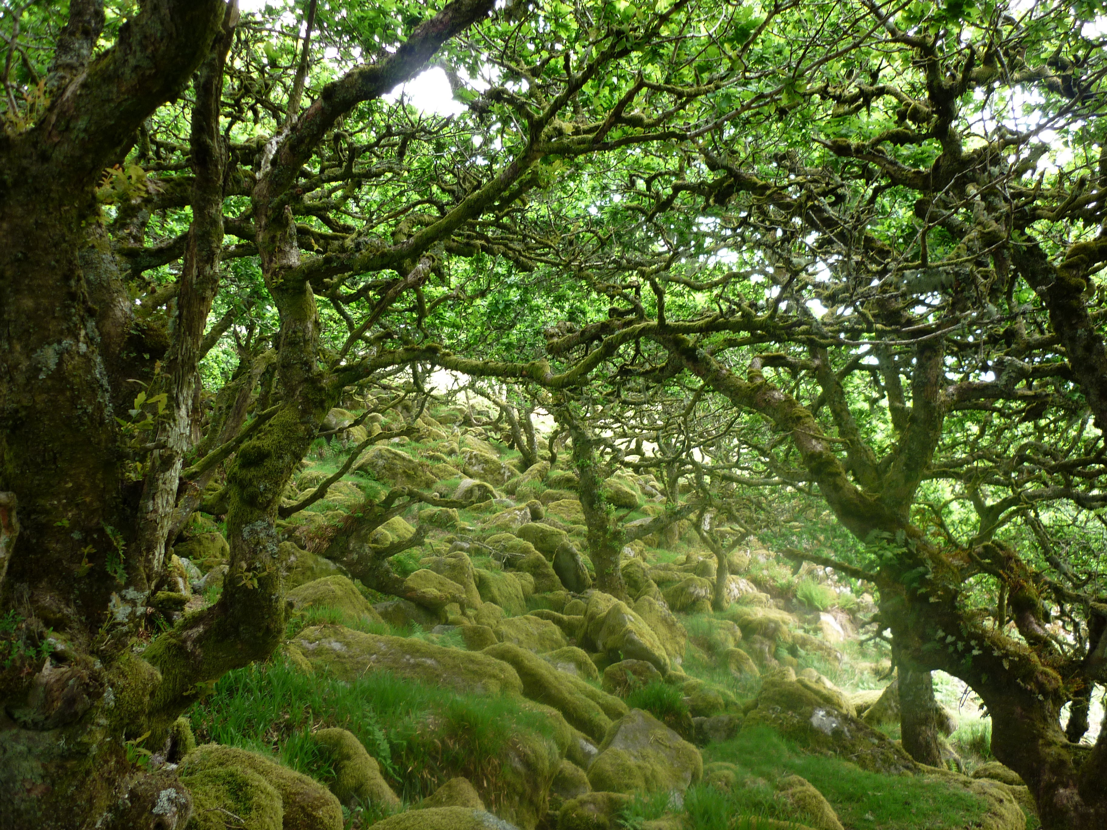 Wistman's Wood, por Giacomo Ghellini