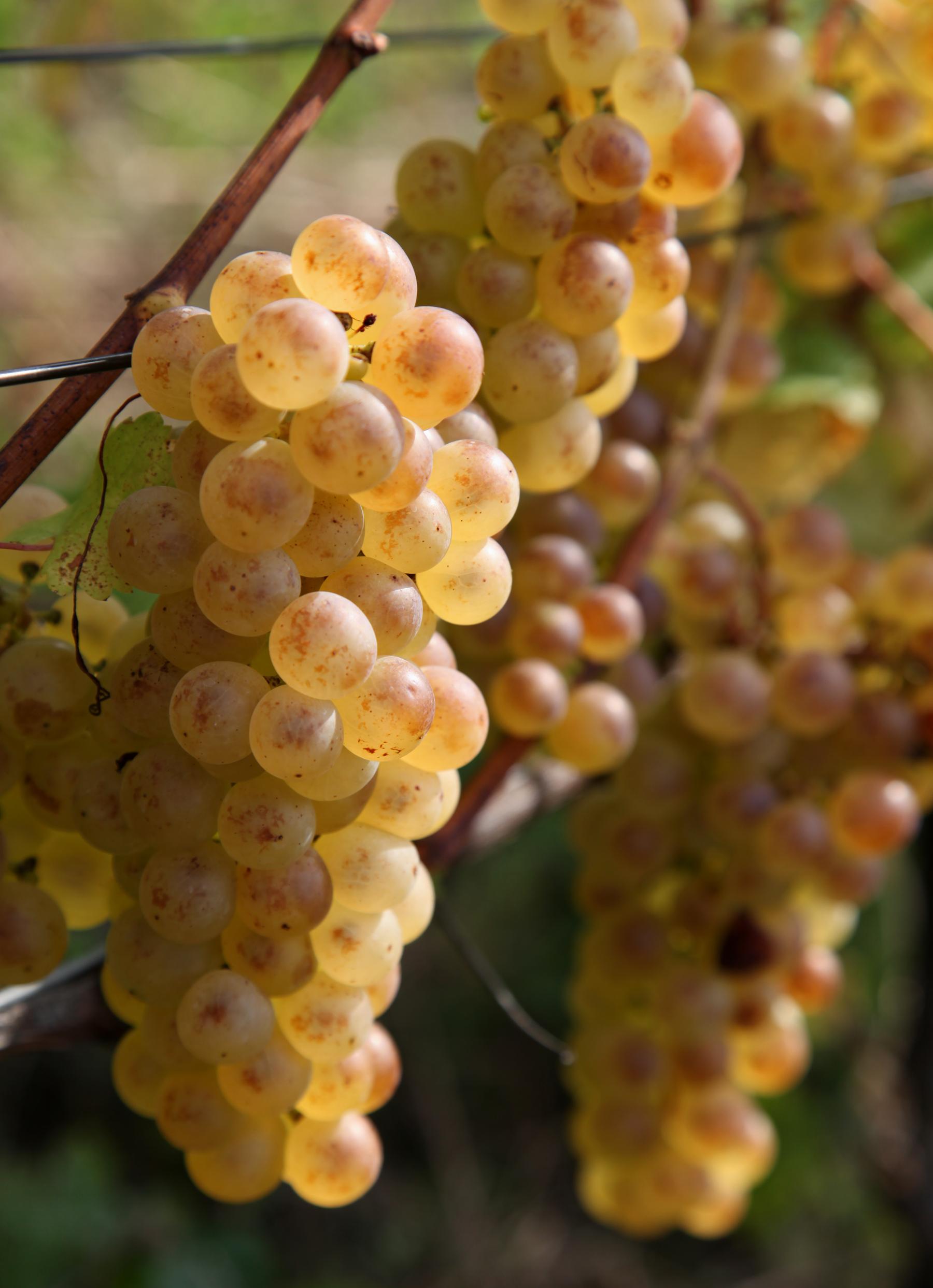 Viñedos de Lavaux, por GERARD DECQ