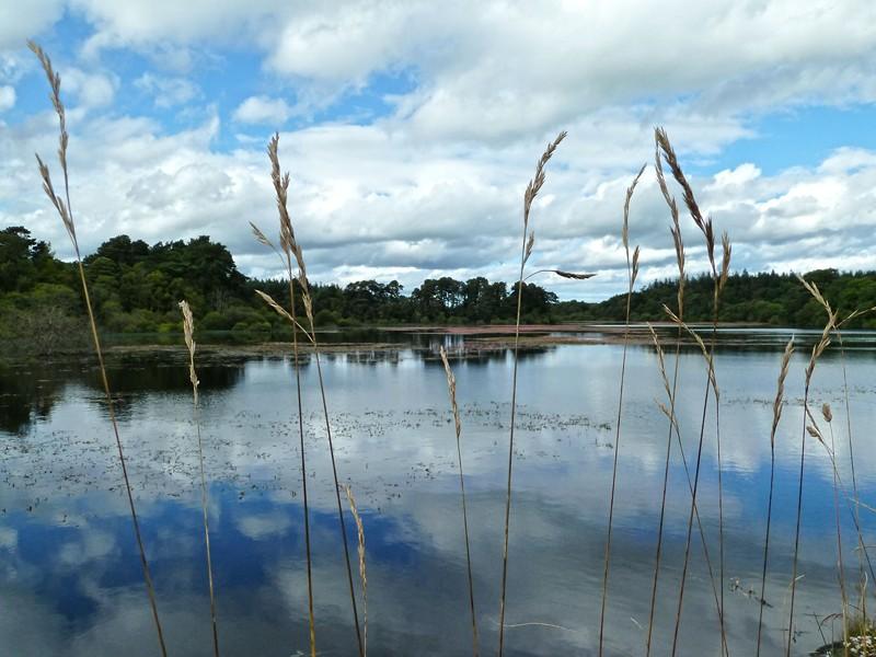 Lough Dan, por Alicia Ortego