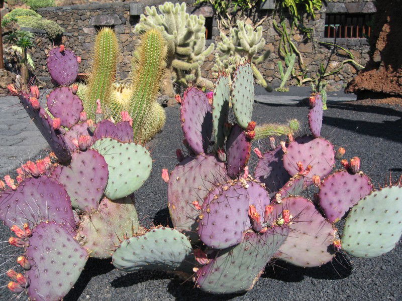 Jardín de Cactus, por paulinette