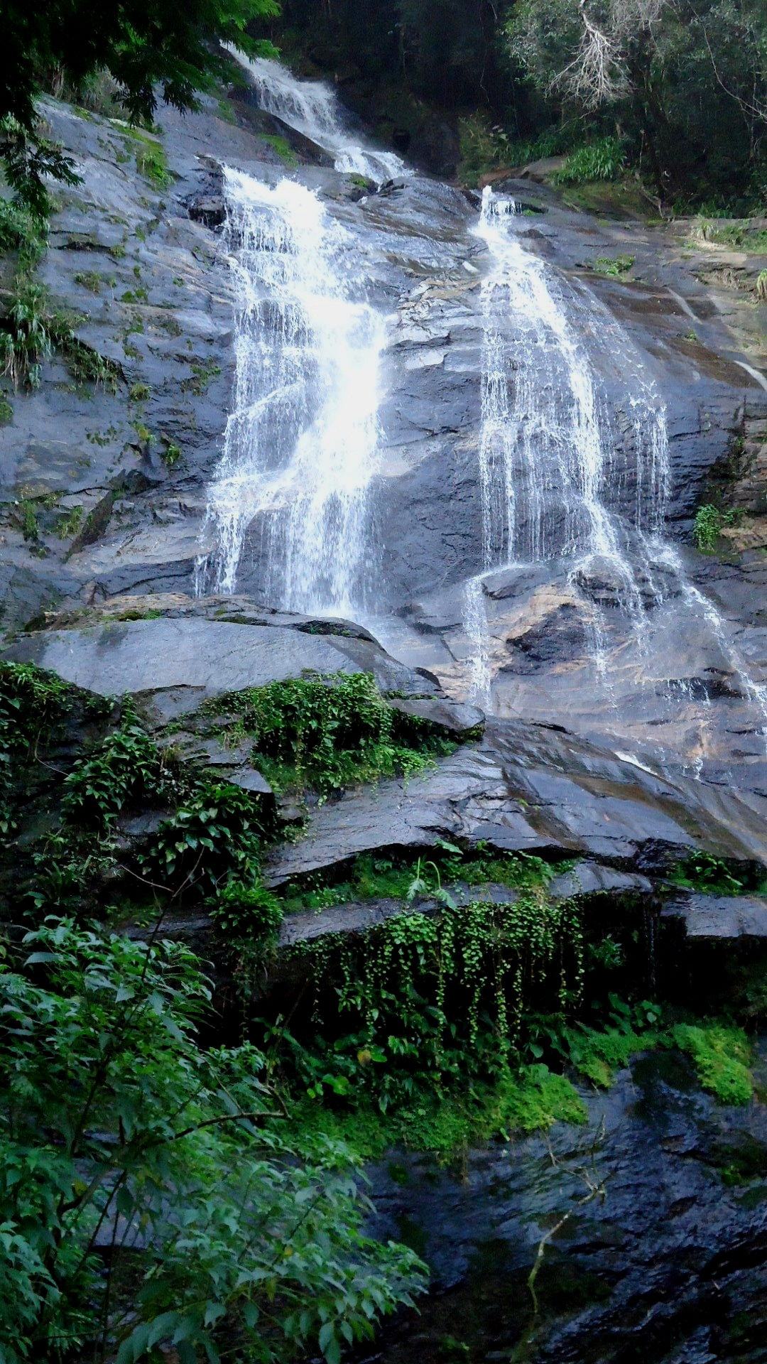 Bosque de Tijuca, por Tayane Gondim