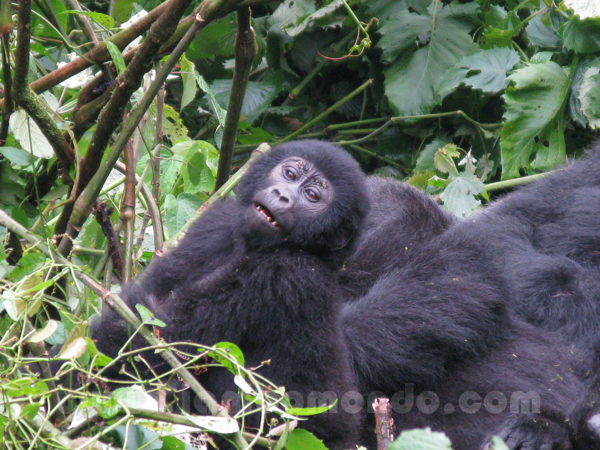 Gorilas en Bwindi Impenetrable Park, por Jambo Mondo