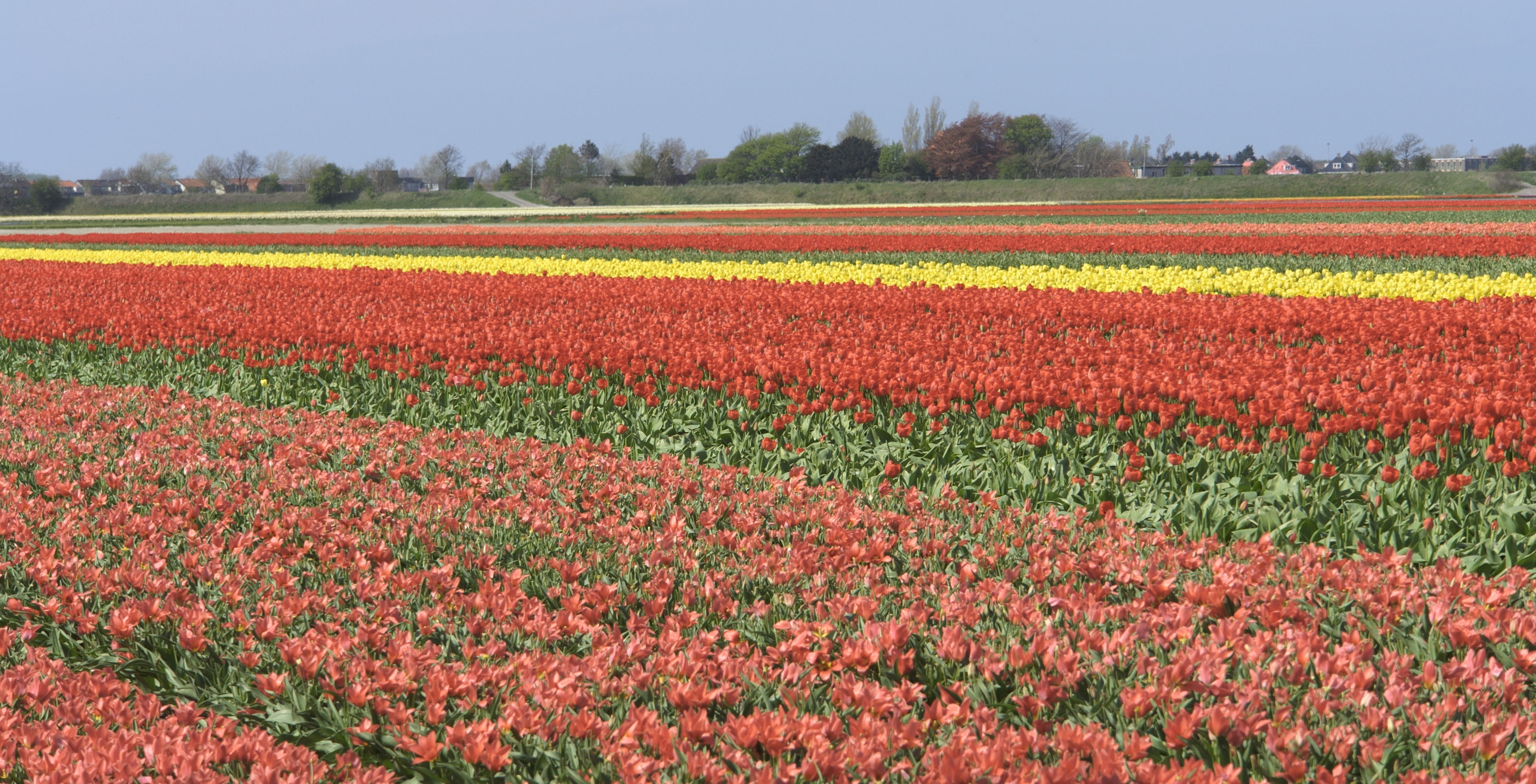 Lisse, por Shuloff