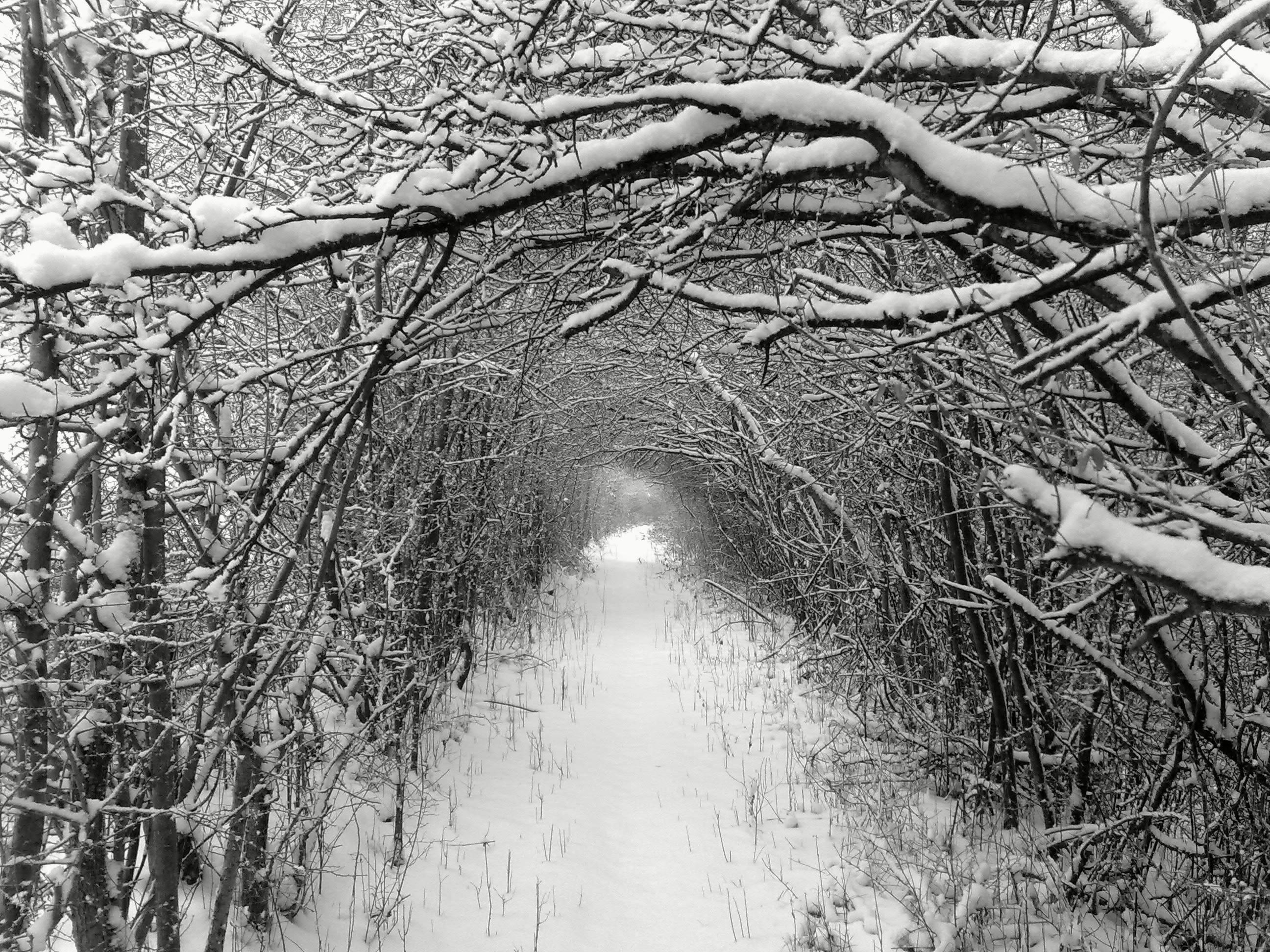 Bois de Moselle, por LUCA SCHNEIDER