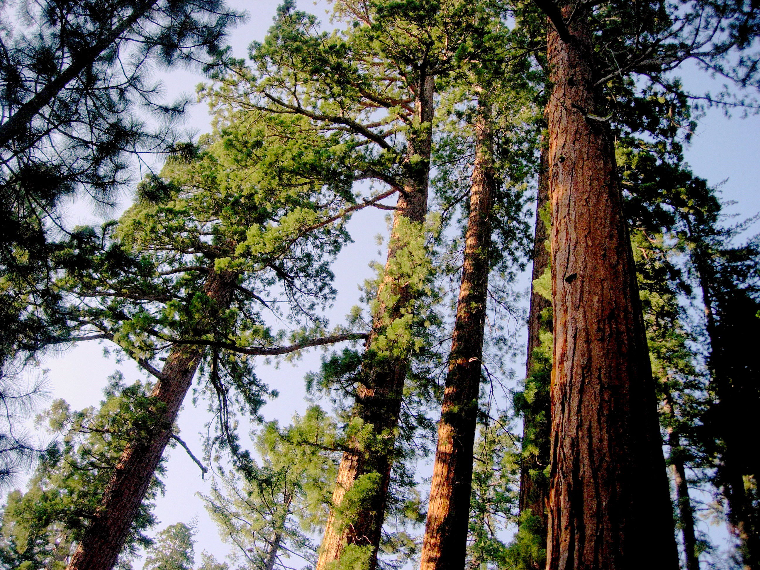 Mariposa Grove, por patrick