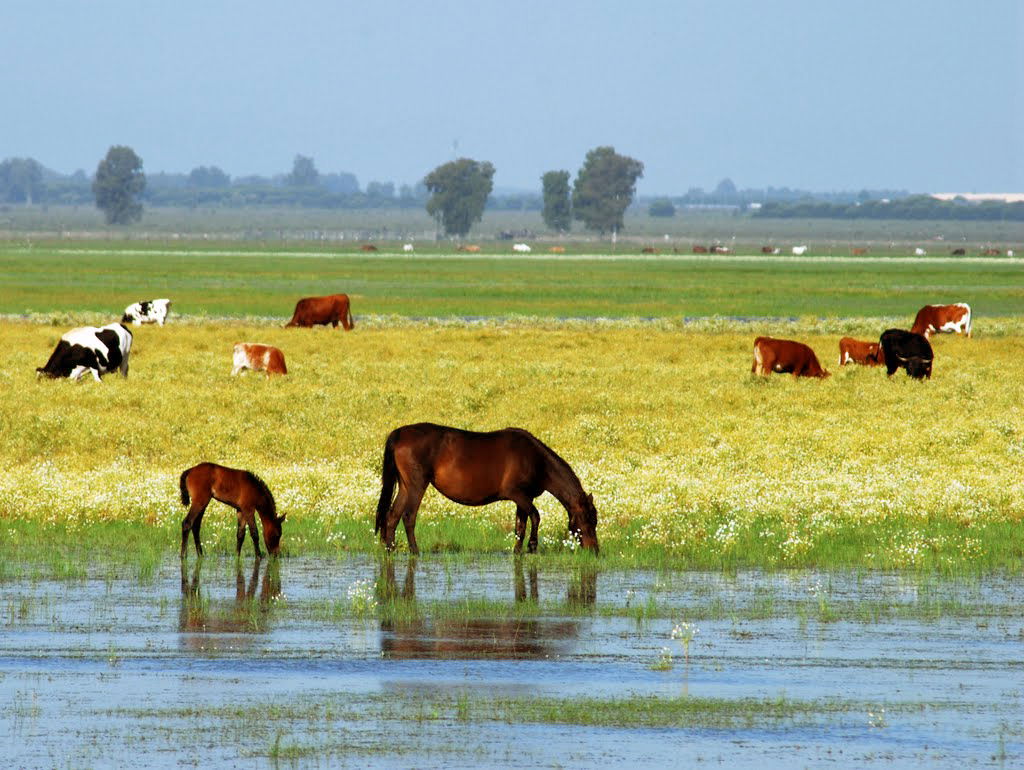 Parque Nacional de Doñana, por Josema López