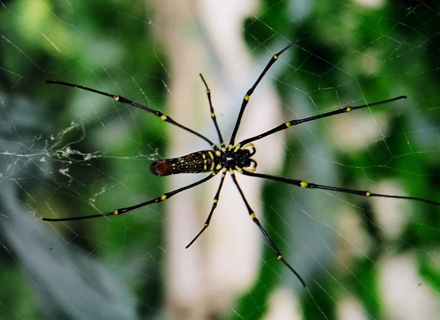 Zoologico de Singapur, por Grace Anderson