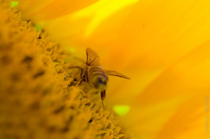 Los campos de girasoles, por Parcimonie