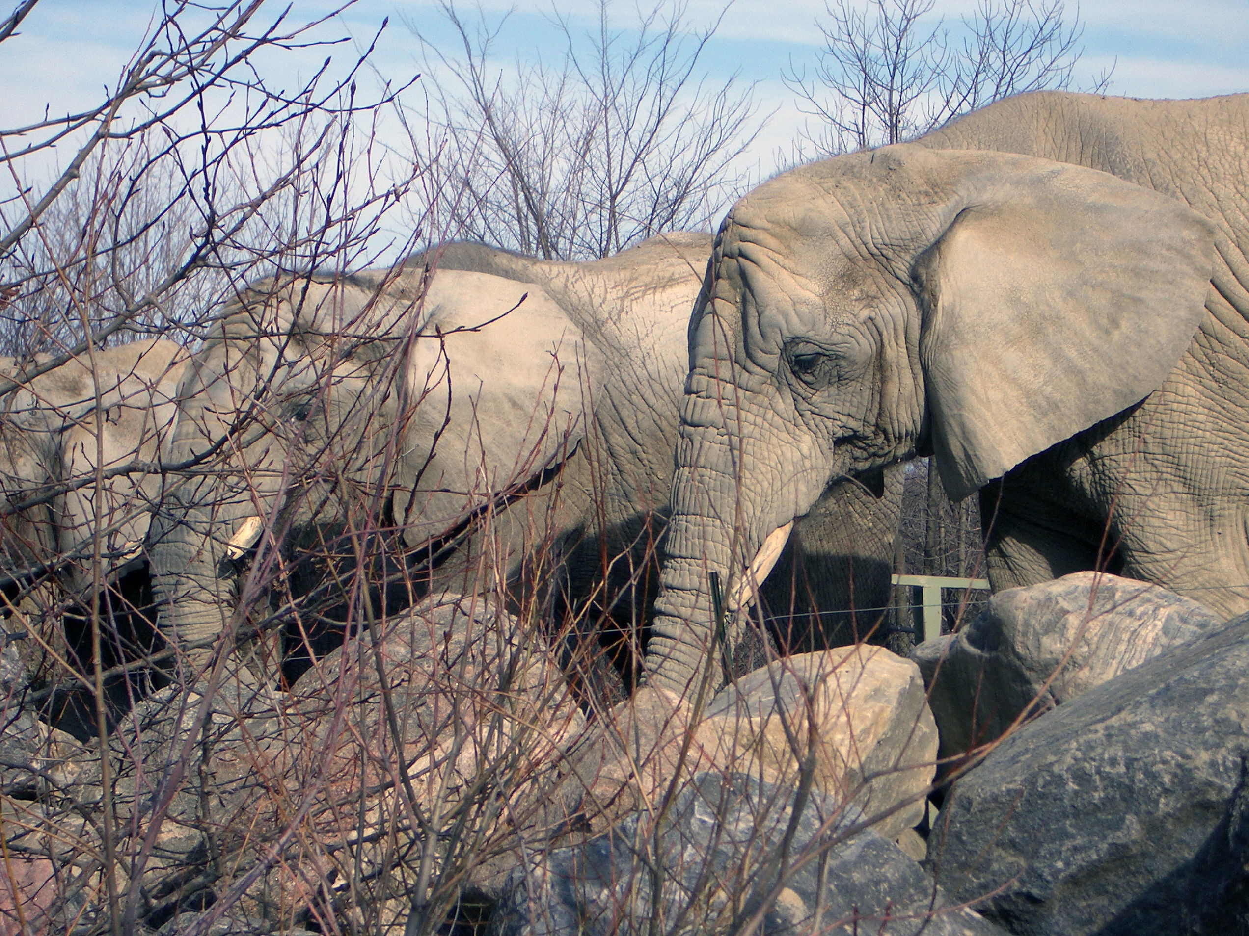 Zoológico de Toronto, por bandion