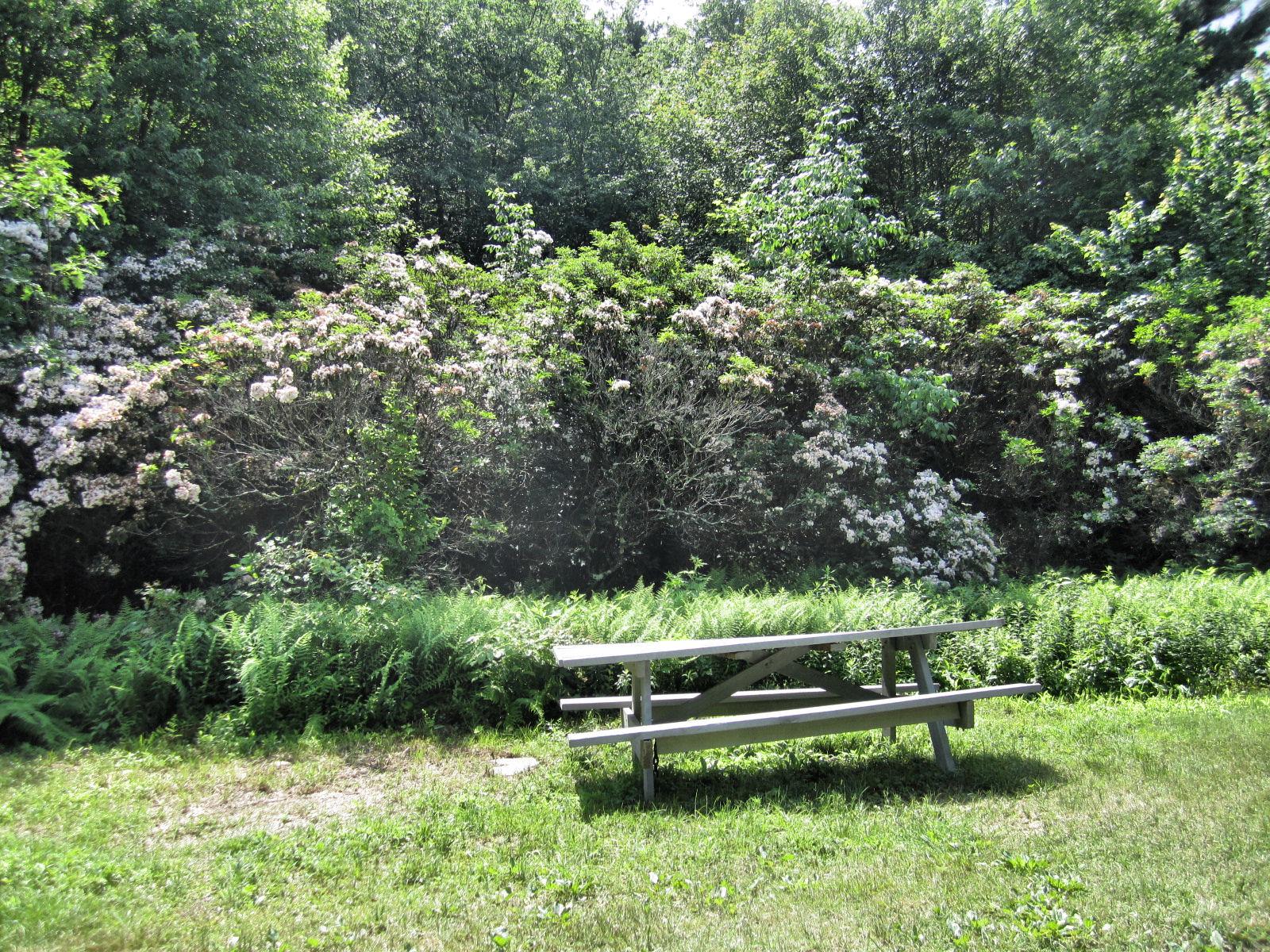 Nipmuck State Forest, por Johnna Kaplan