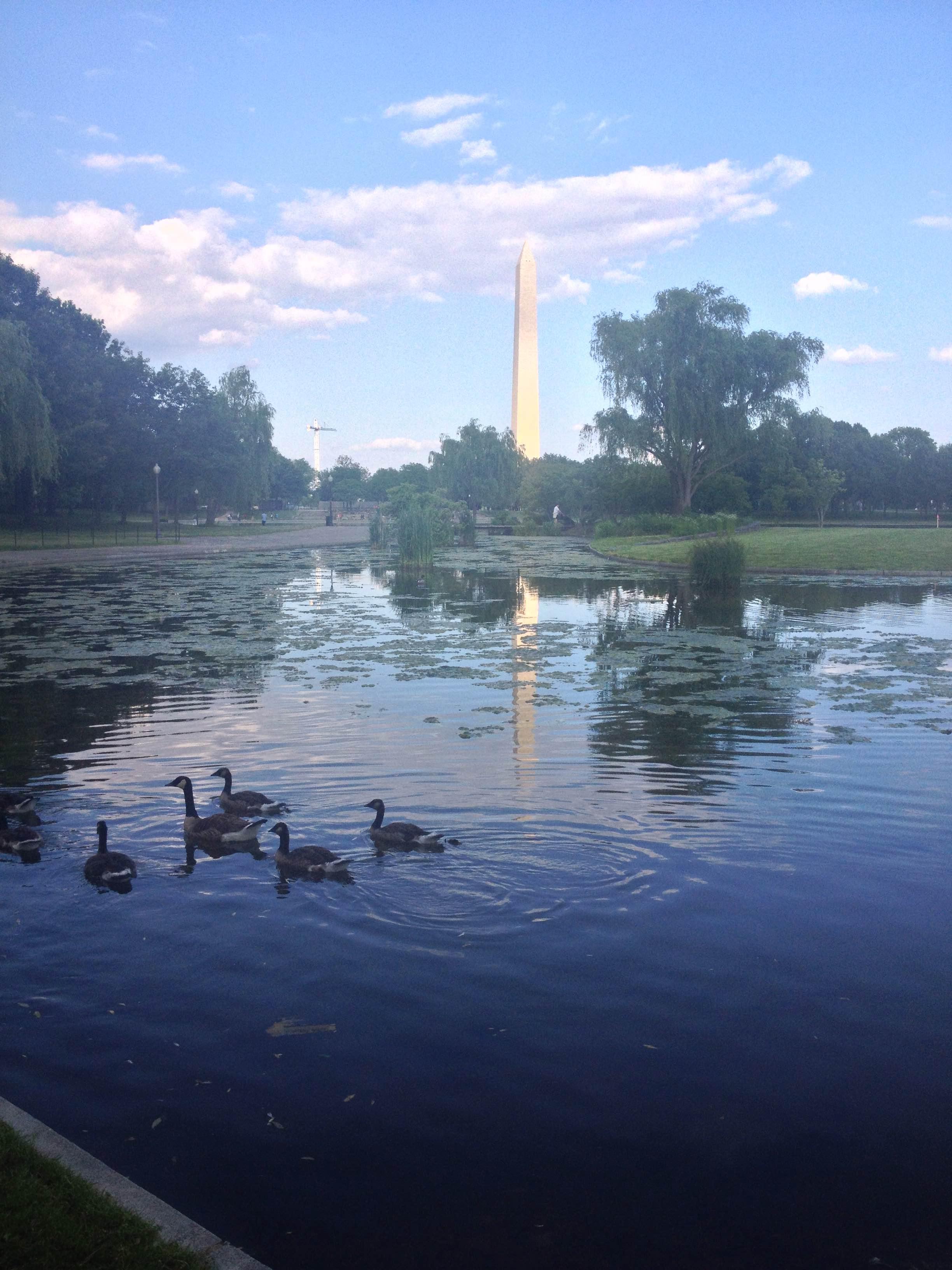 Reflecting Pool, por ESTHER ROMAN