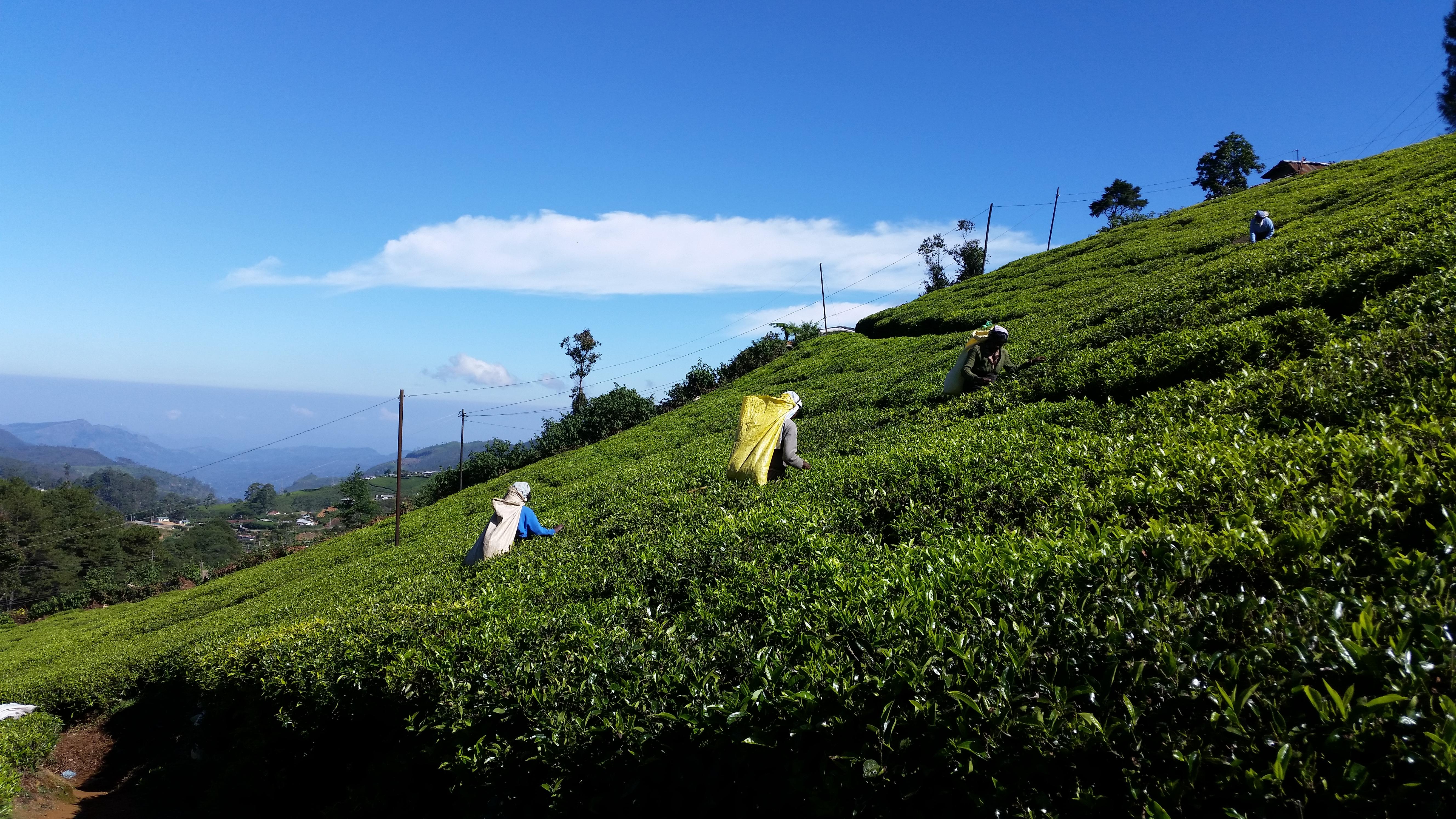 Las 11 plantaciones de té que debes conocer