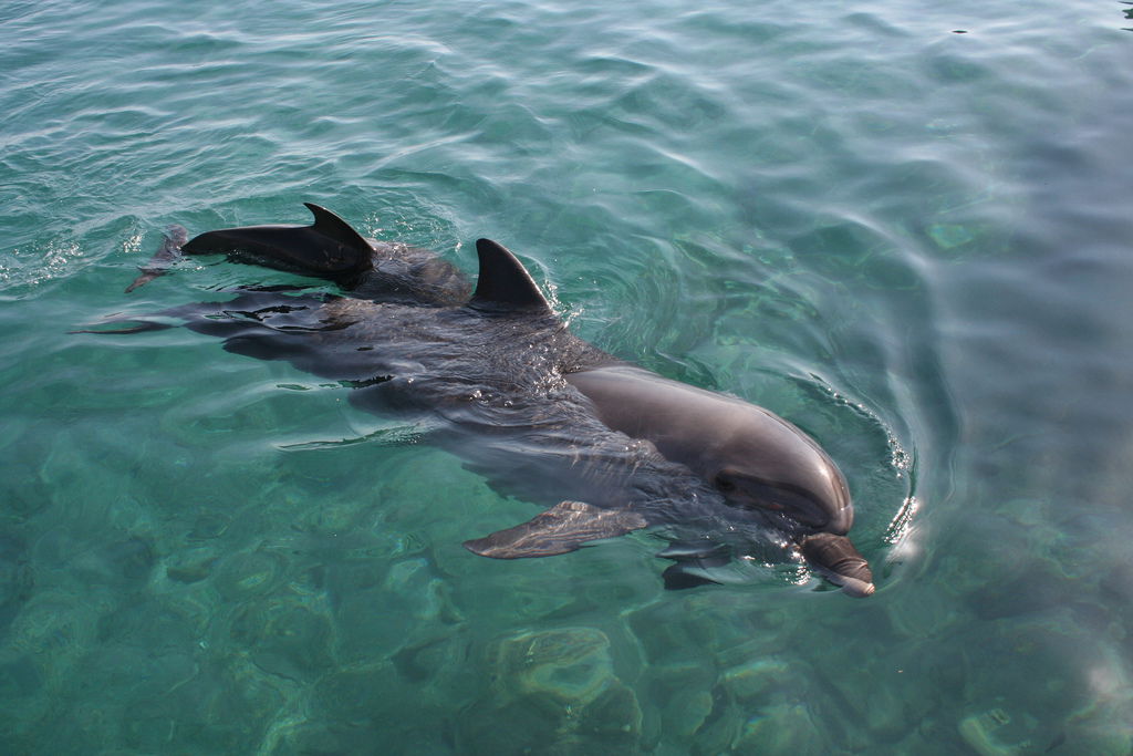 Delphinus, por Arianna Bañuelos