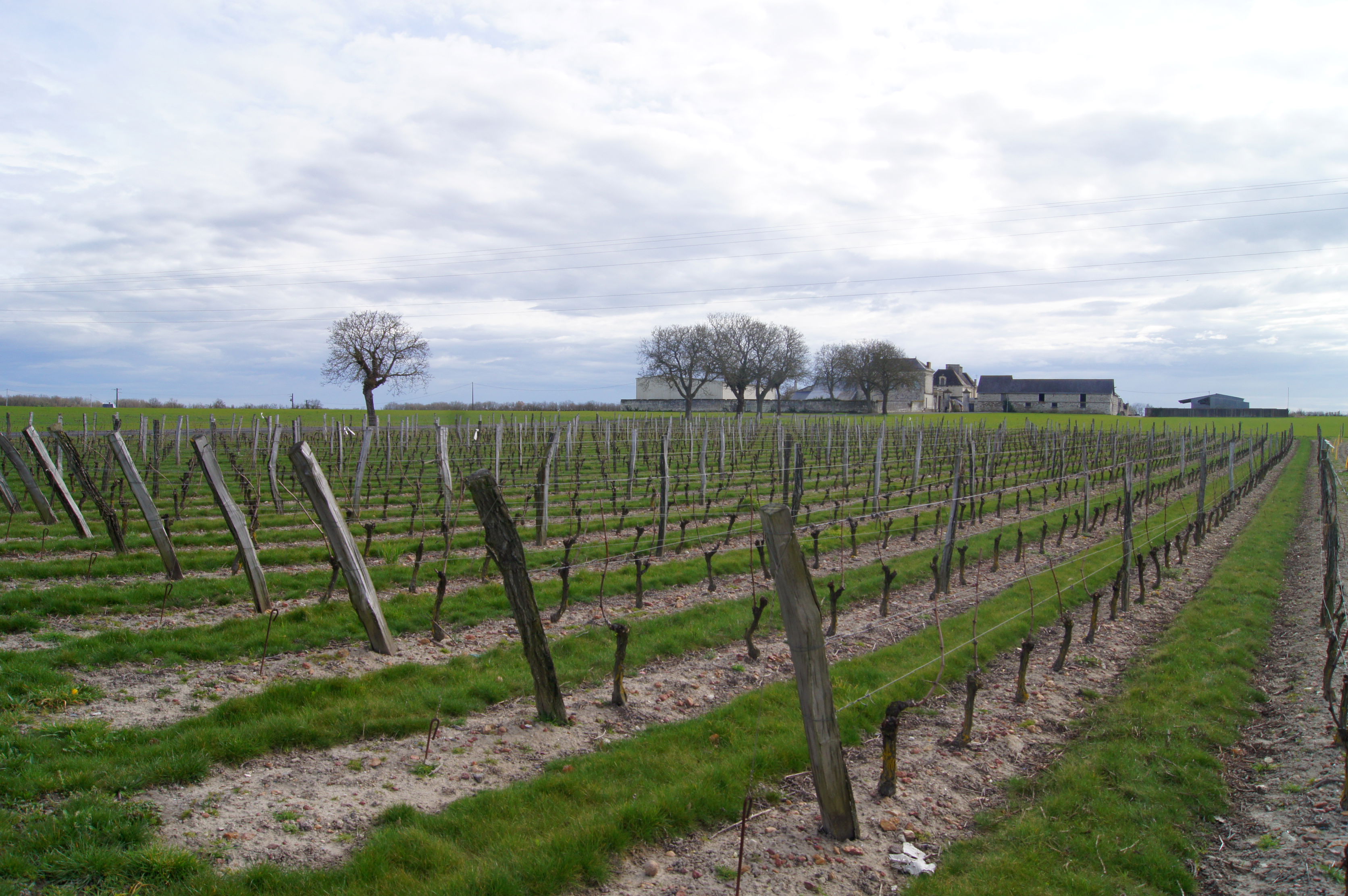 Ruta de los Vinos del Valle del Loira, por Adrienne