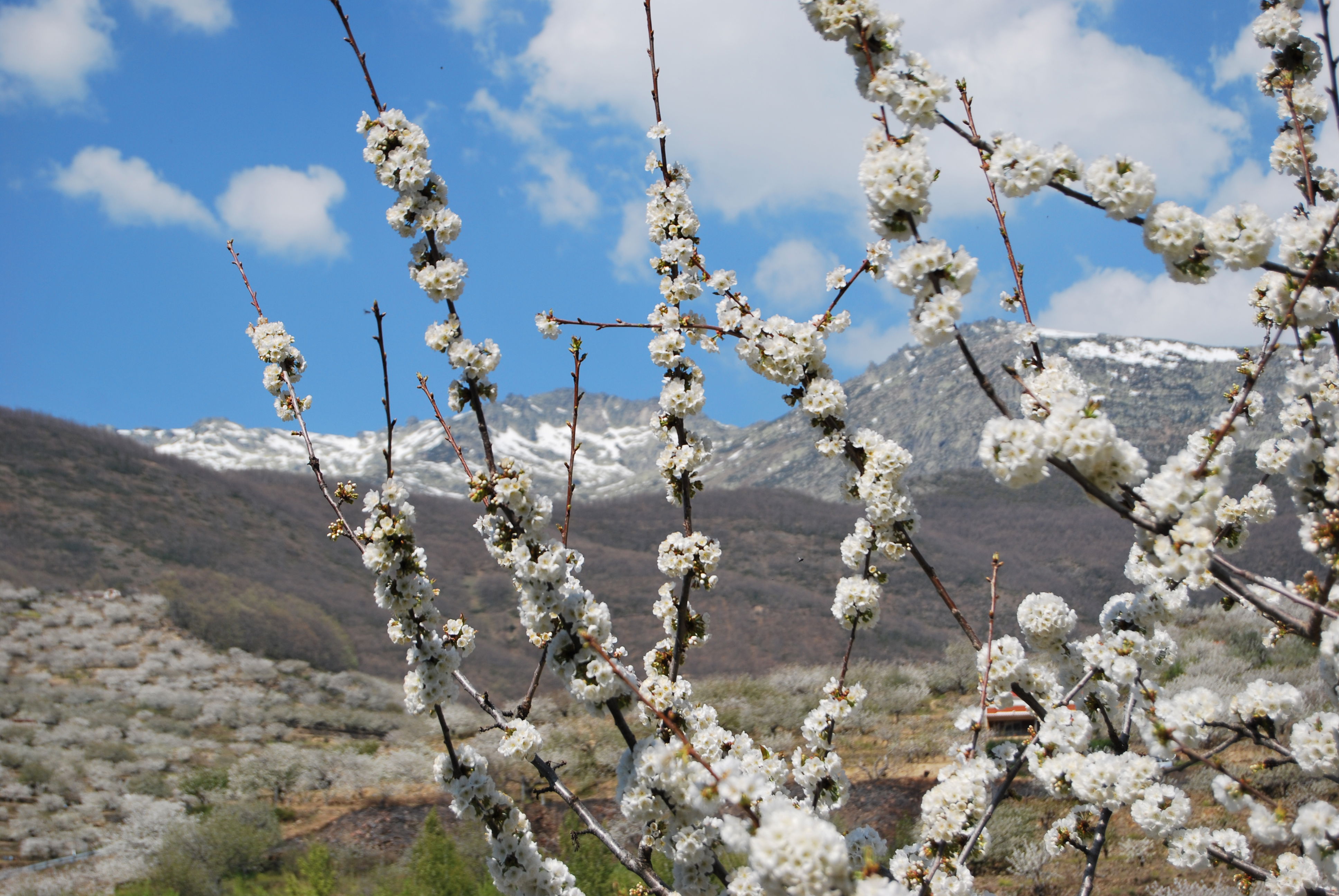 Valle del Jerte, por Jorge MS