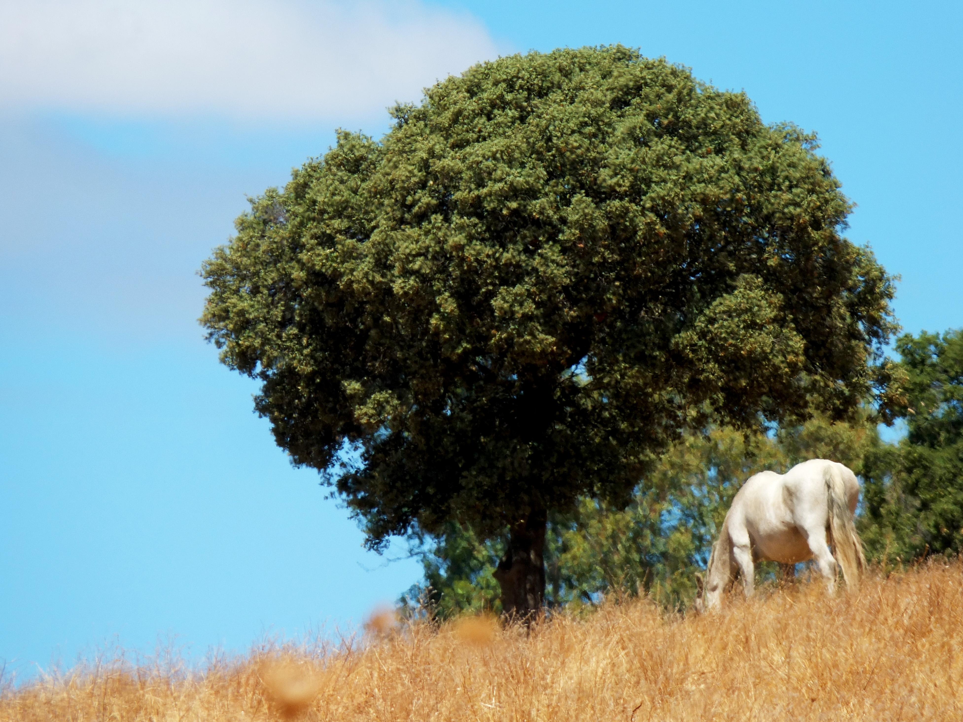 Valle de Alcudia, por Chris Pearrow