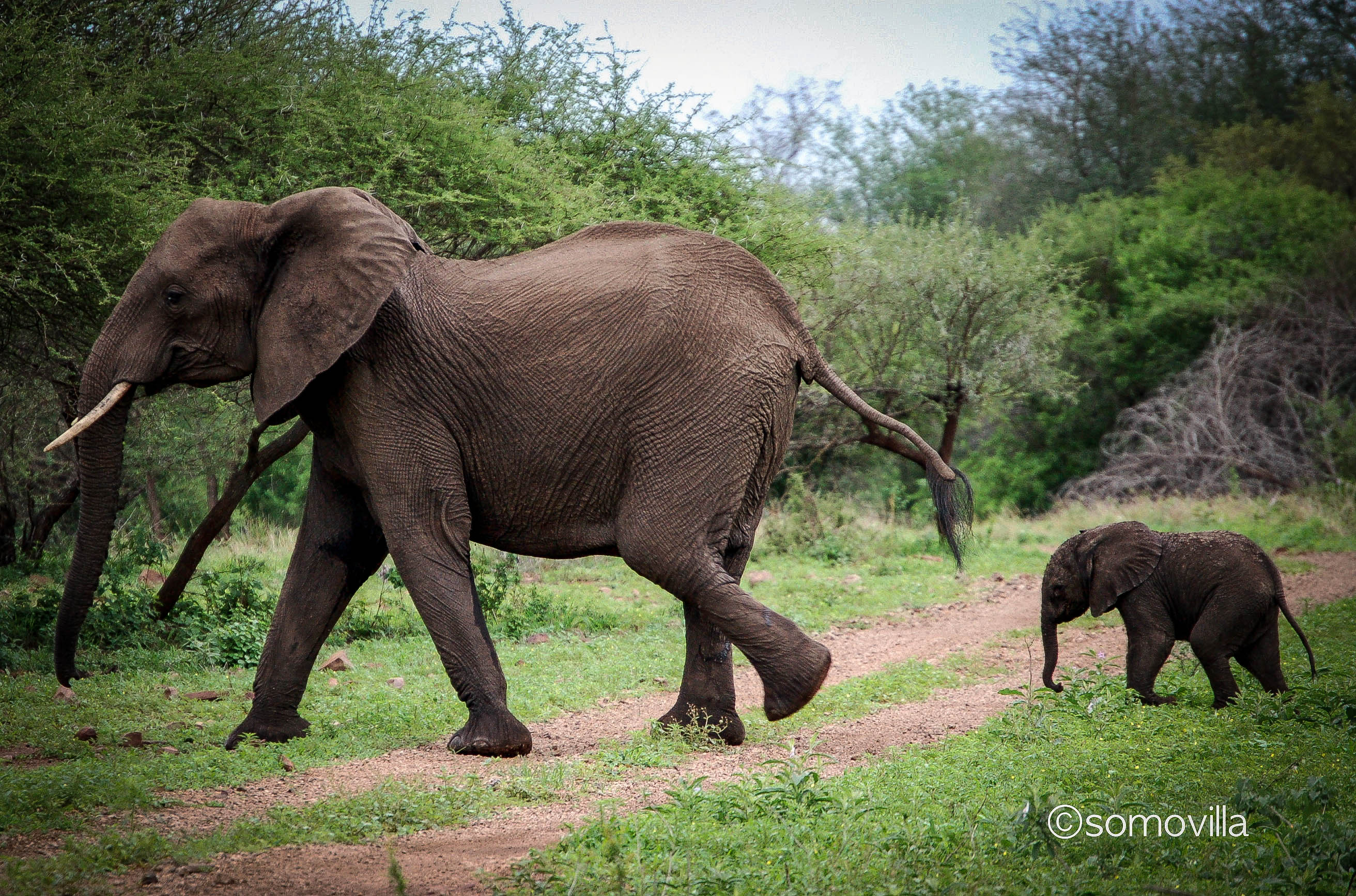 Parque Nacional Kruger, por J.Somovilla