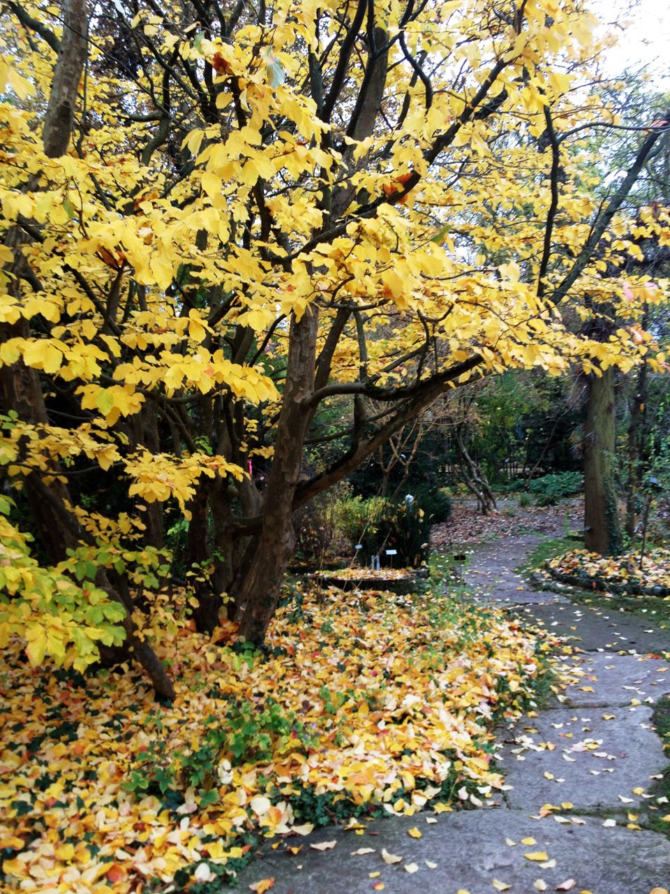 Jardín botánico, por Arthur Melo