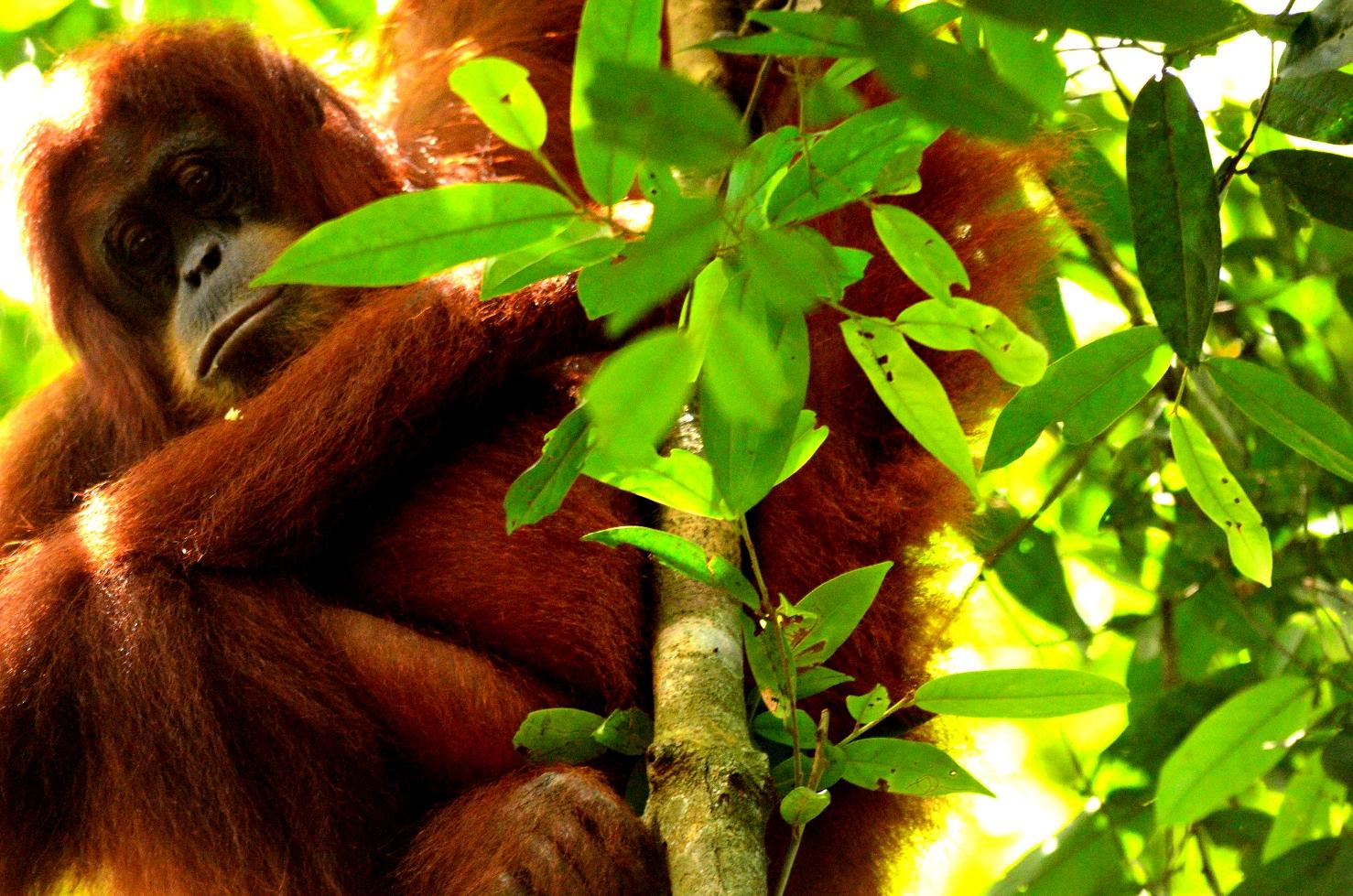 Gunung Leuser Parque Nacional, por Angelo Zinna