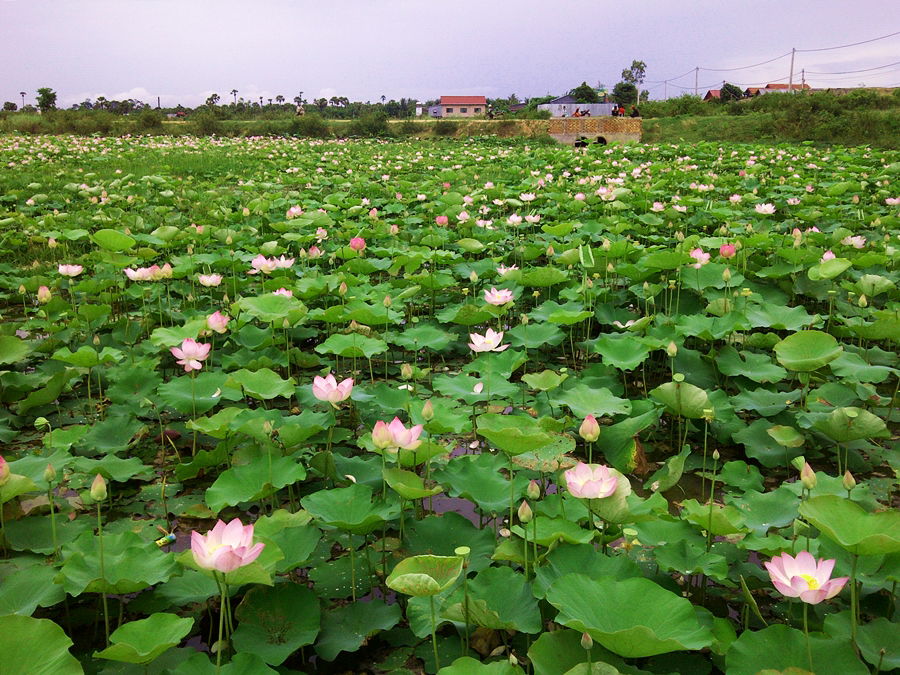 Lotus Garden (Cambodia), por miguel a. cartagena