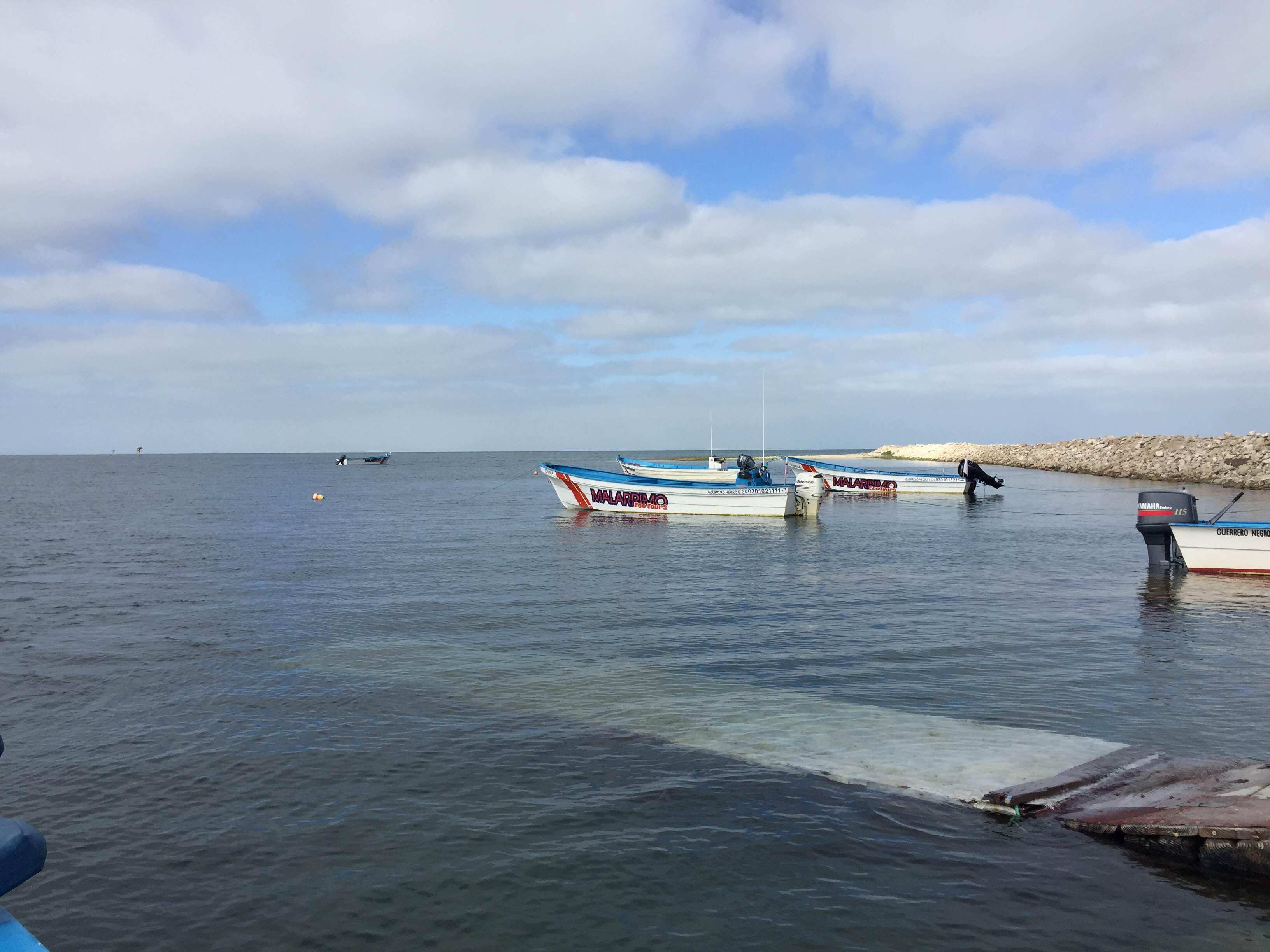 Santuario de ballenas de El Vizcaíno, por Diana Patricia Montemayor Flores