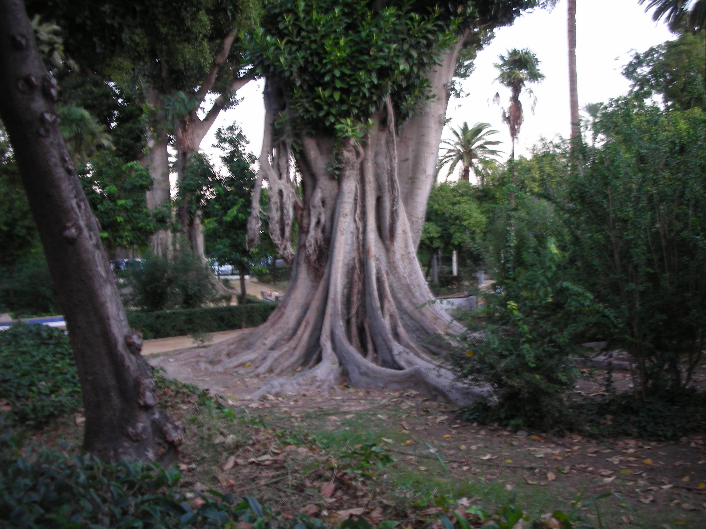 Jardines de Murillo, por Maider
