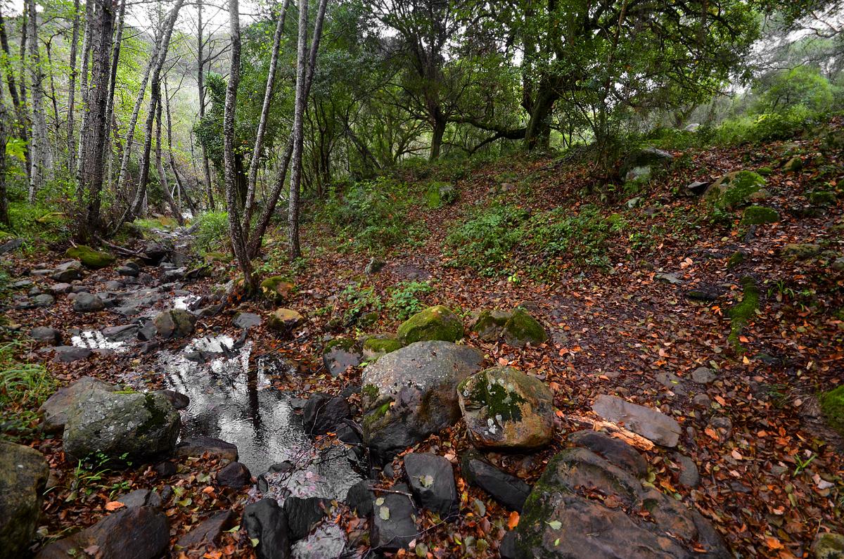 Ruta micológica por el Parque de los Alcornocales, por Miguel Egido