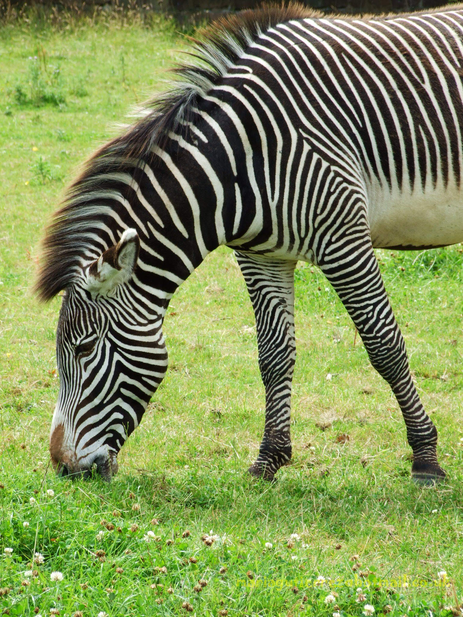 Chester Zoo, por María Uaitár