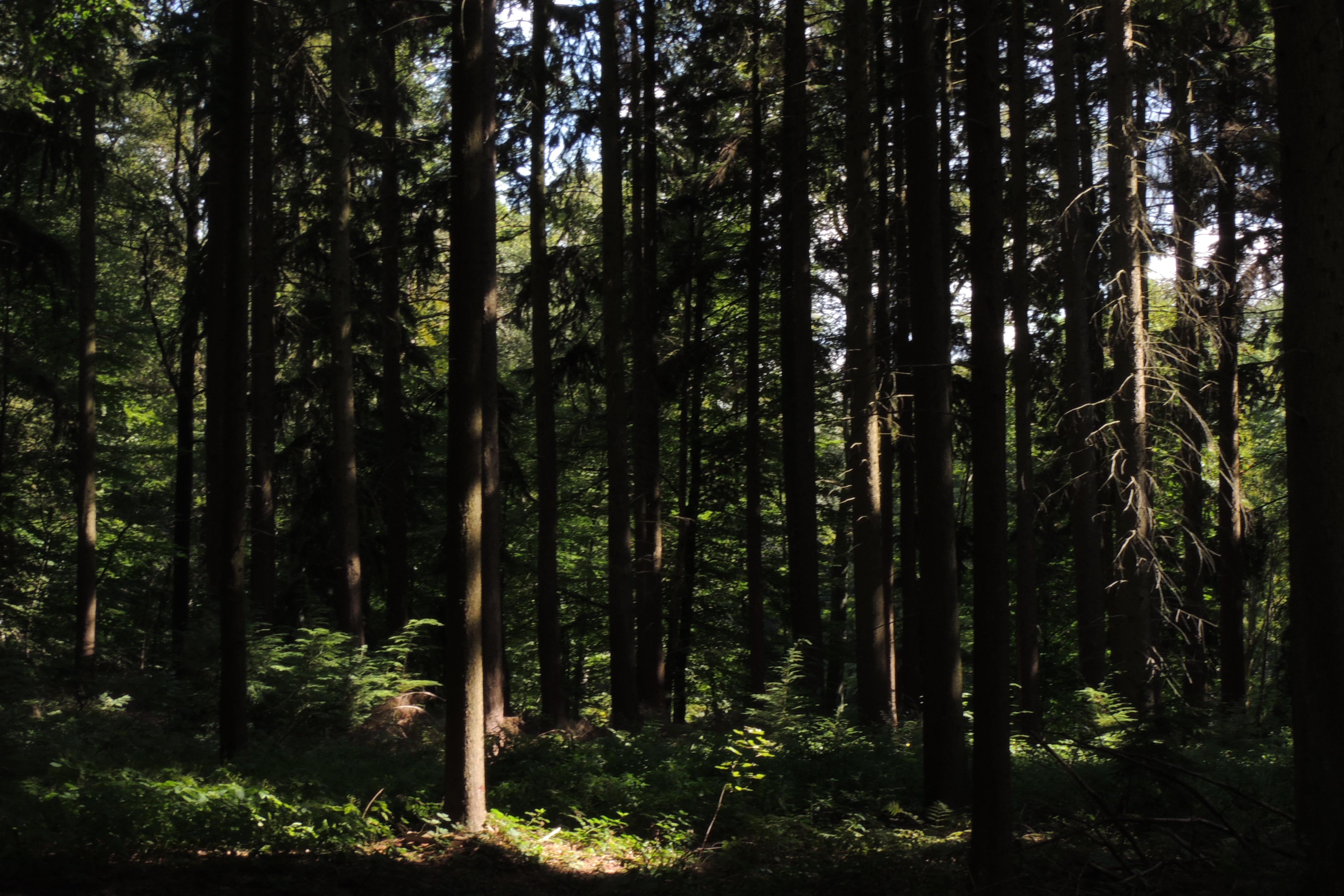 Bosques en Bélgica: maravillas naturales que encantan y sorprenden