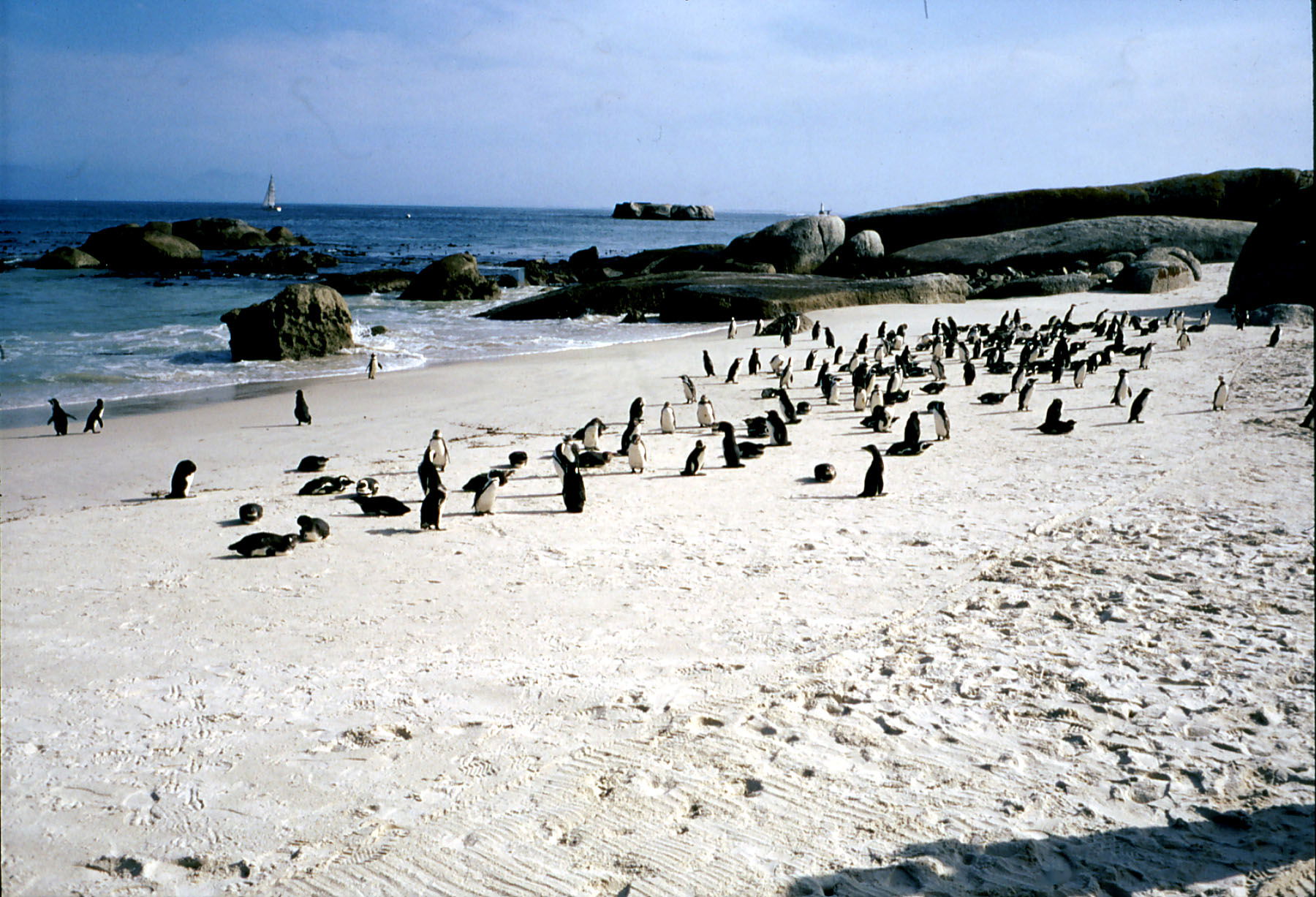 Pingüinos de Simon's Town, por giuseppe civica