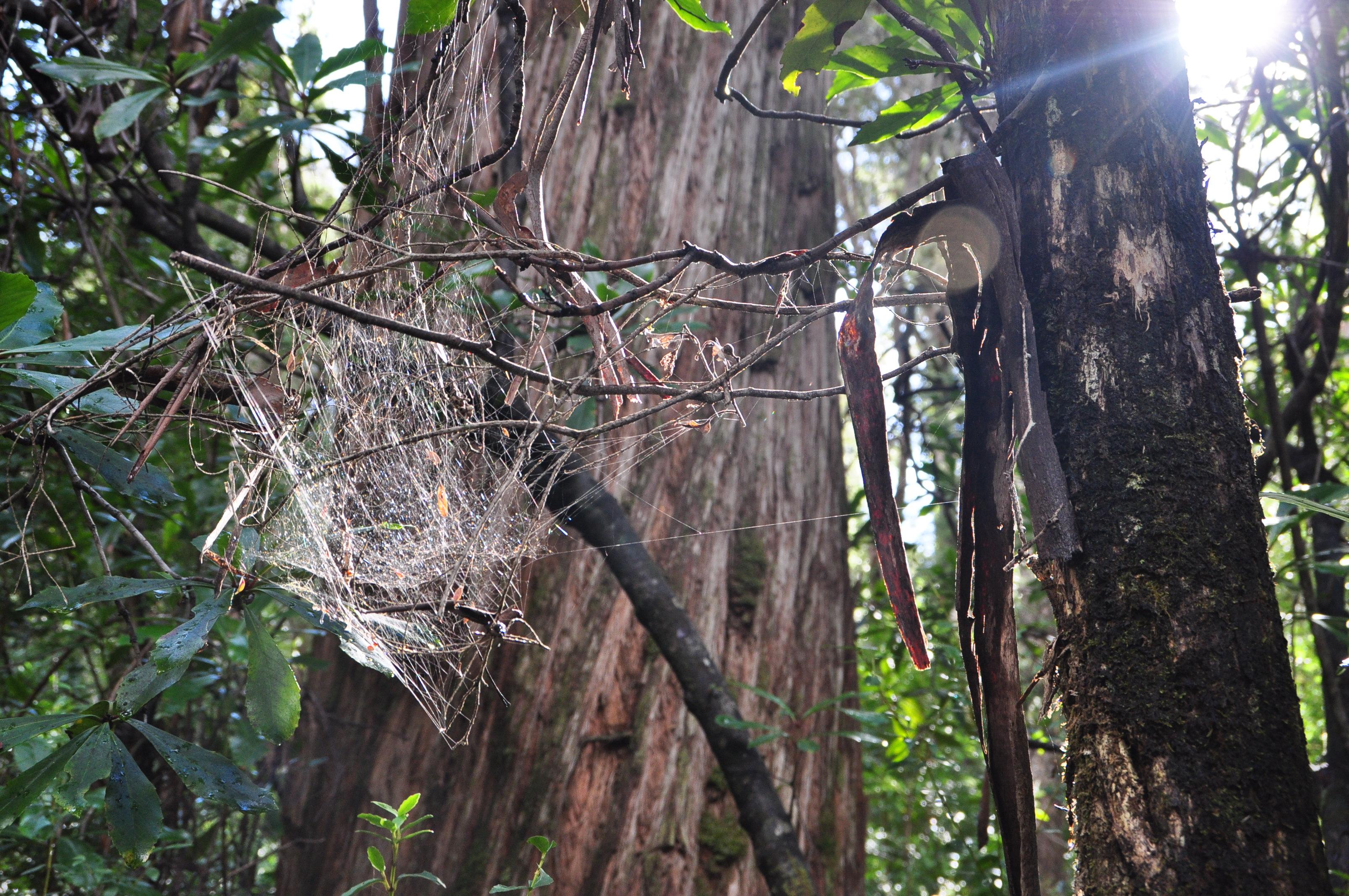 Tahune Forest AirWalk and Visitor Centre, por Aida Garcia