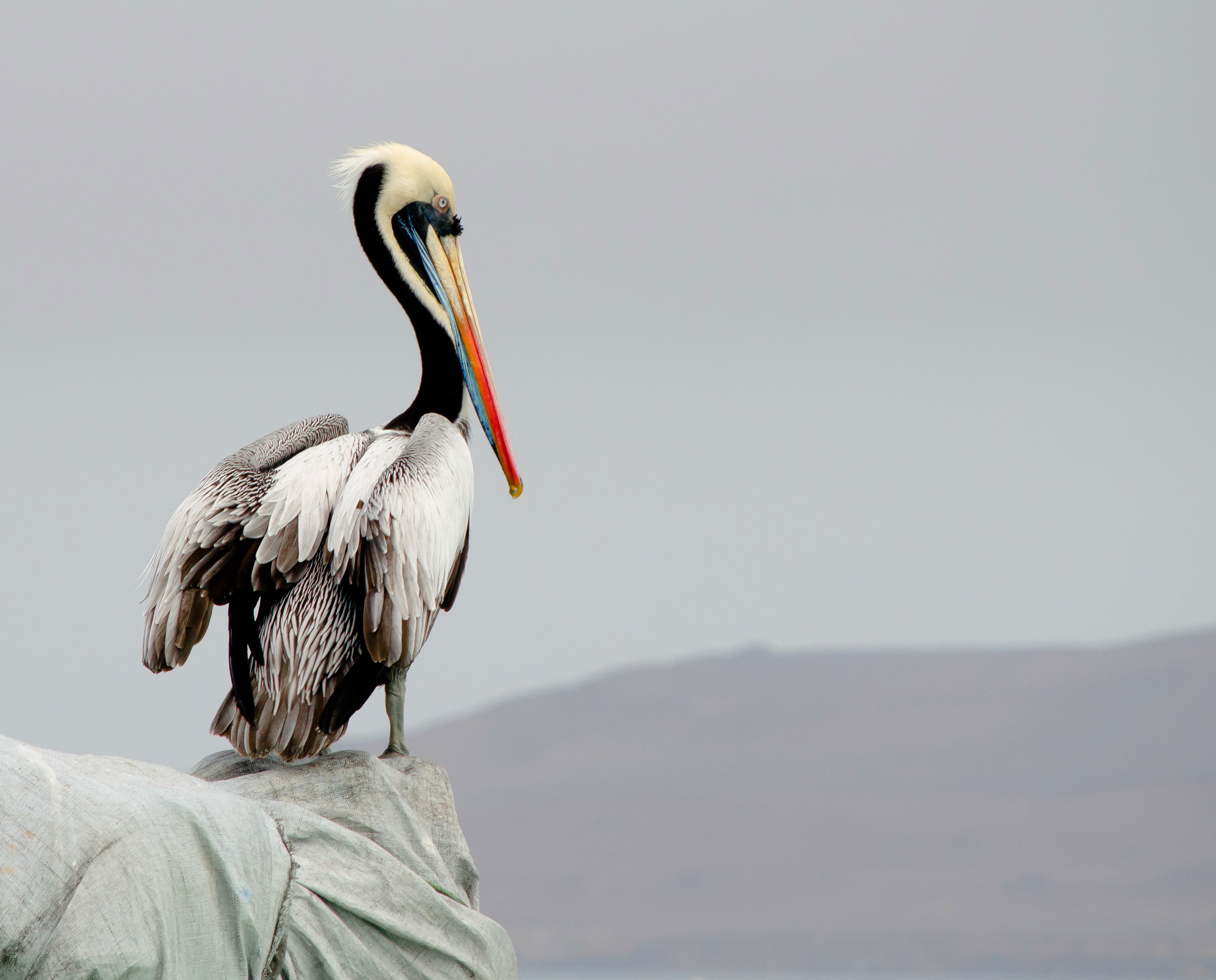 Puerto de Paracas, por Sónia Sequeira
