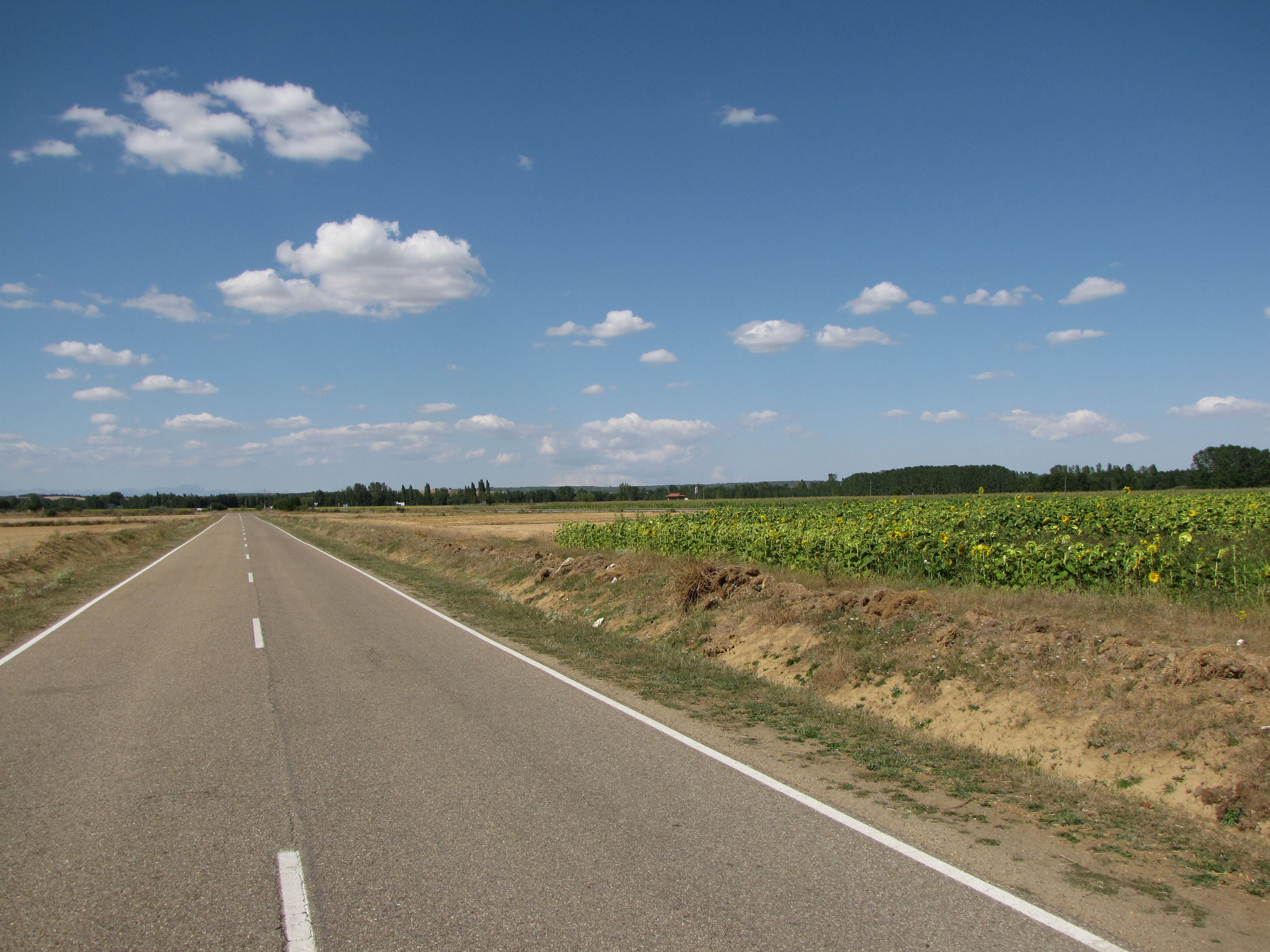 Carretera y girasoles, por Xabier Ezkerra Fernández