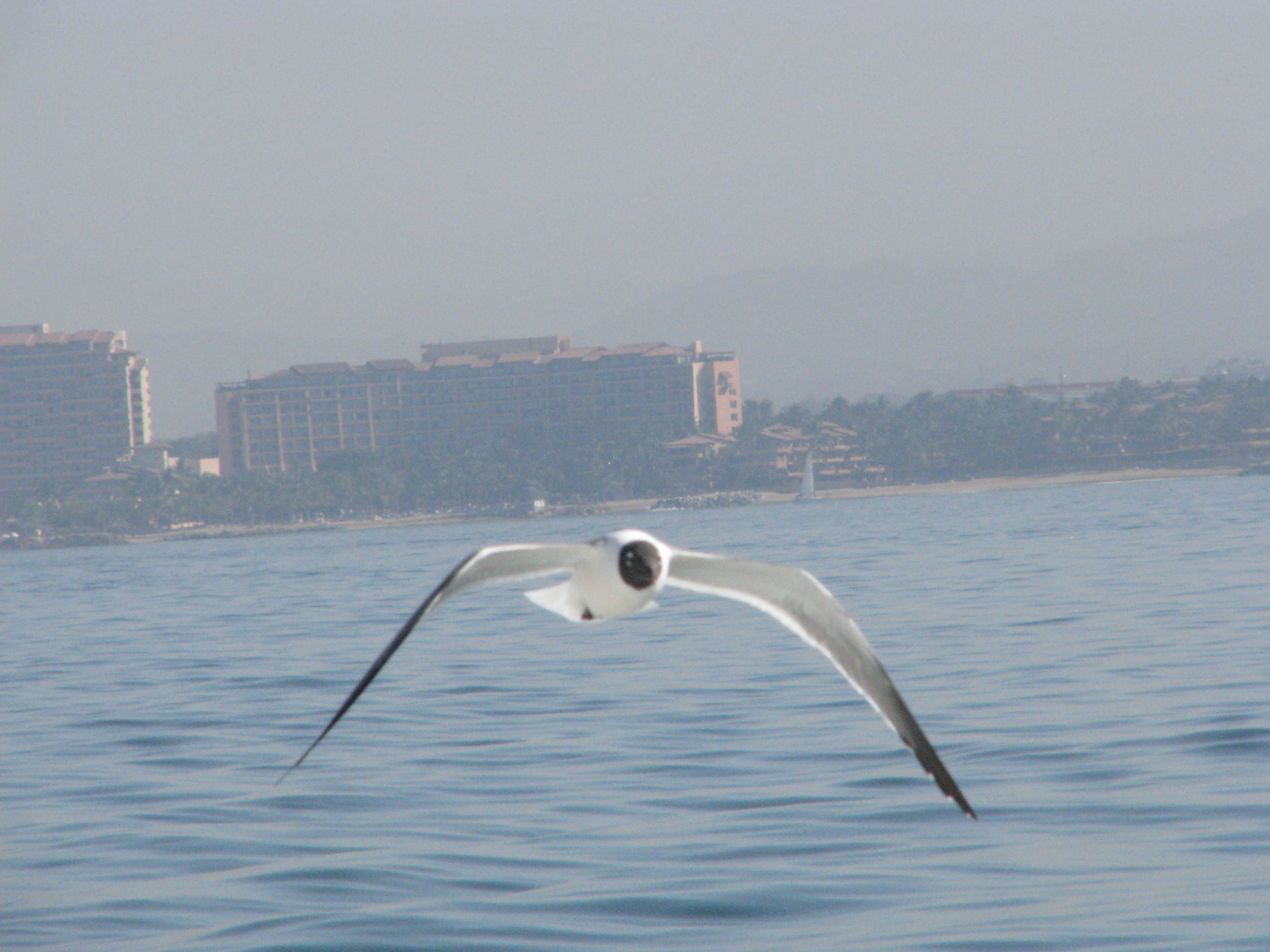 Hotel Mayan Palace Puerto Vallarta, por jose aurelio iñiguez cajero