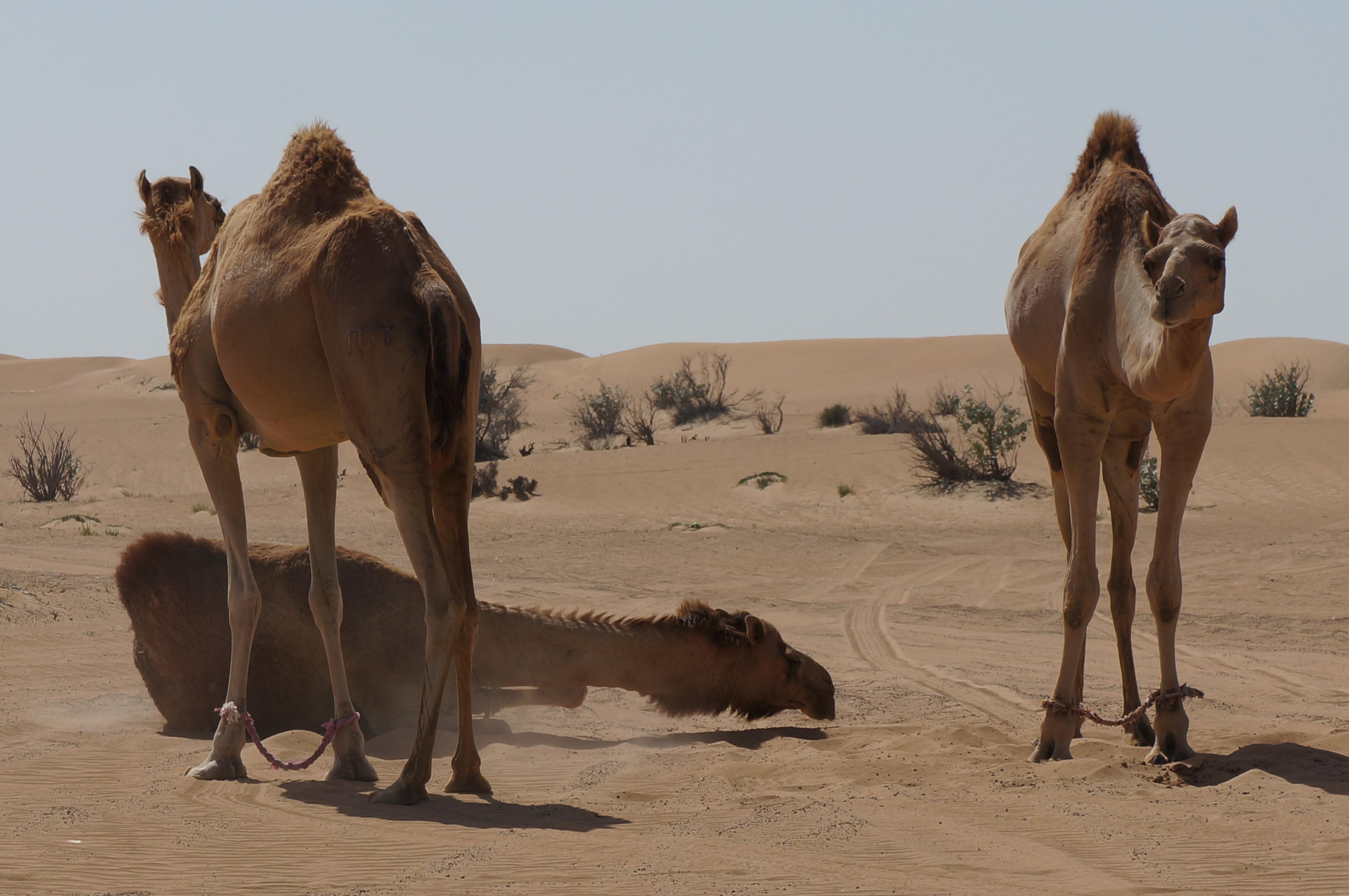 Desiertos de Emiratos Árabes Unidos: maravillas del paisaje árido