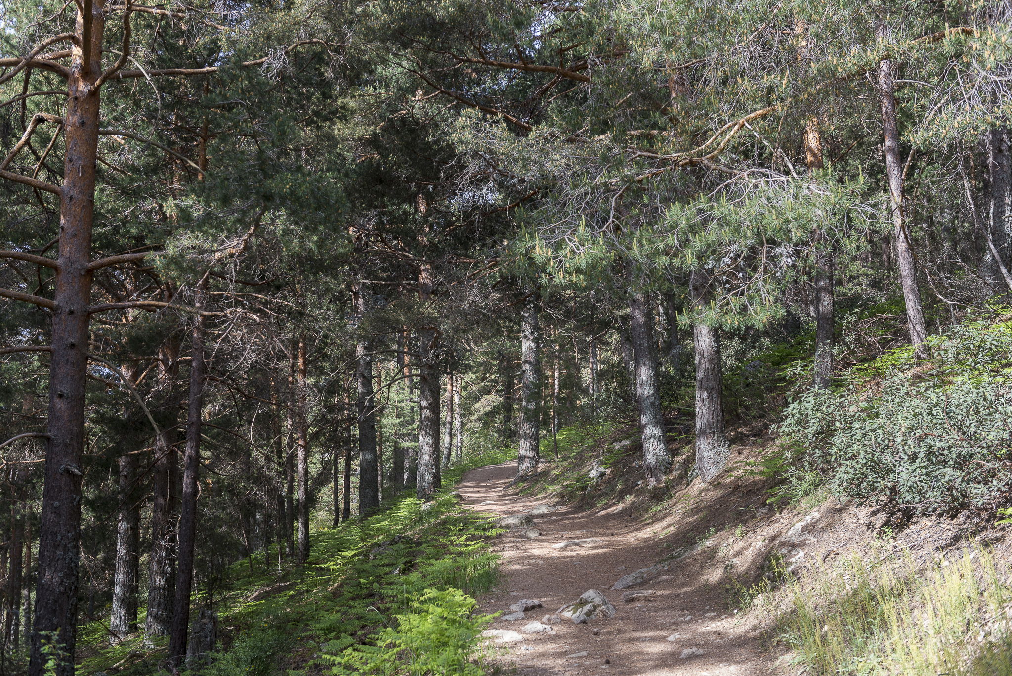 Sendero del Valle de la Barranca, por Ignacio Izquierdo