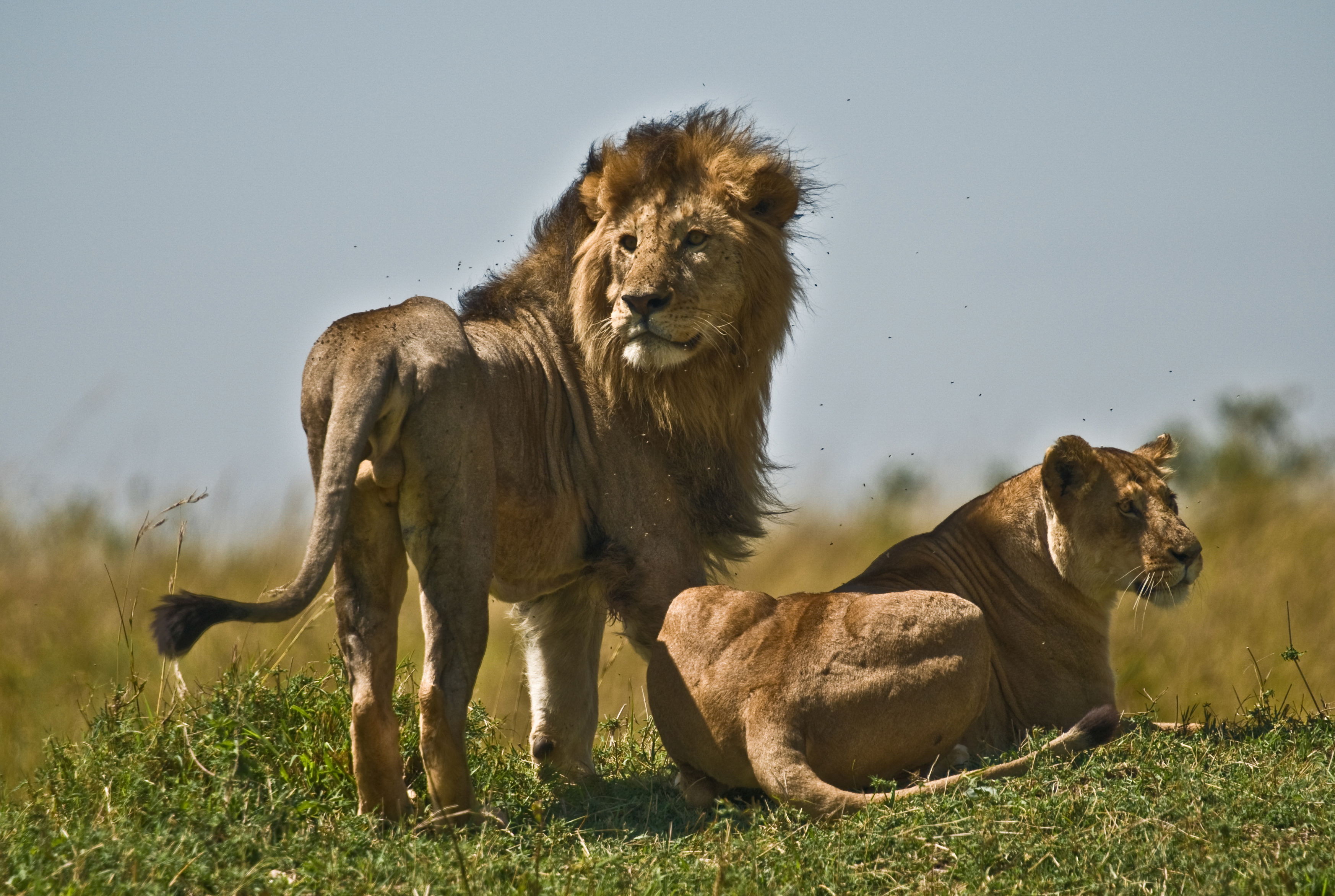 Les 20 plus beaux safaris du monde