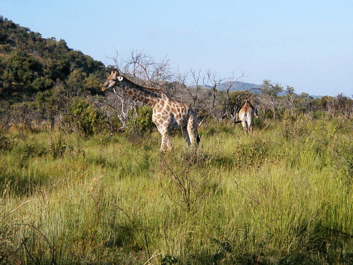 Parque Nacional Pilanesberg, por macgreg