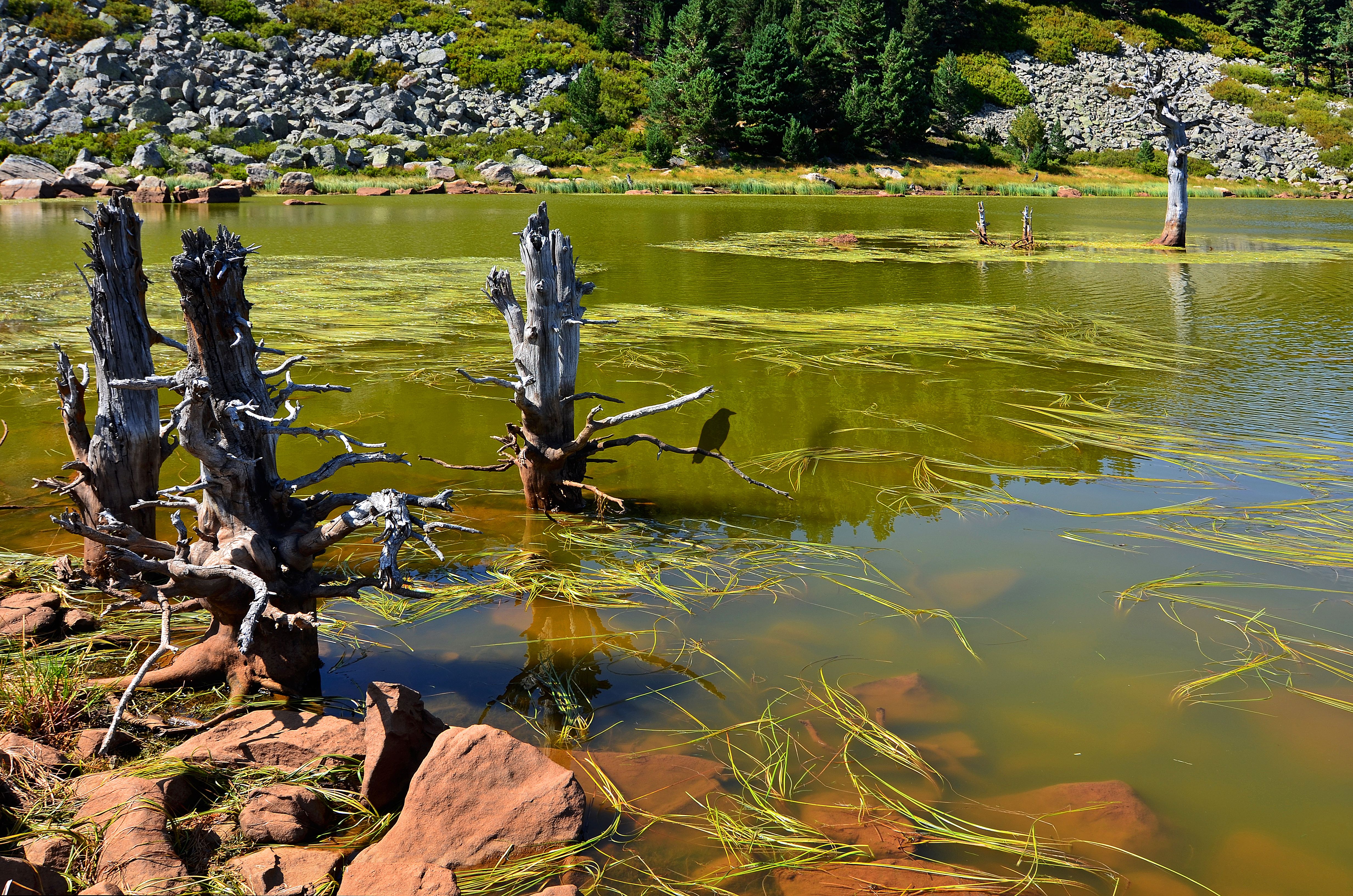 Laguna de los Patos y Brava, por Francisco Domínguez Rodriguez