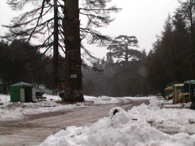 Bosque de los Cedros, por paulinette
