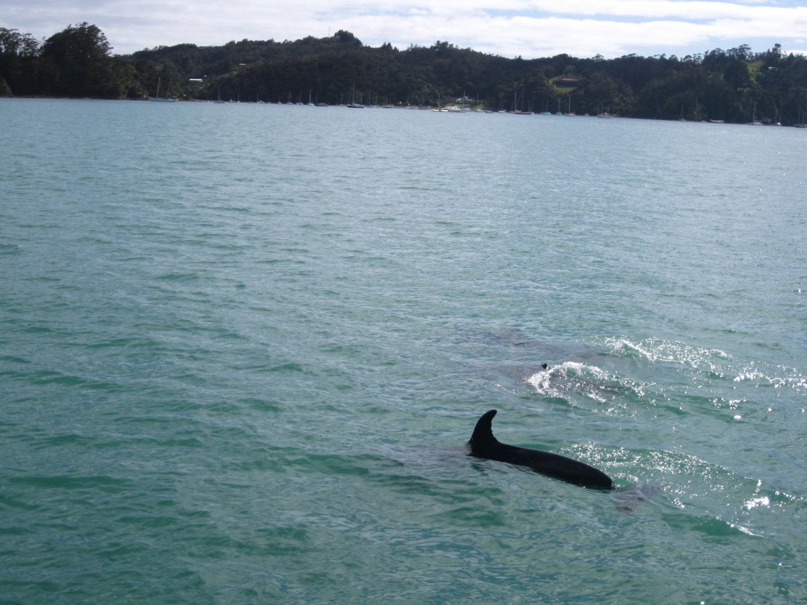 Descubre Bay of Island con los delfines, por cycle4nature