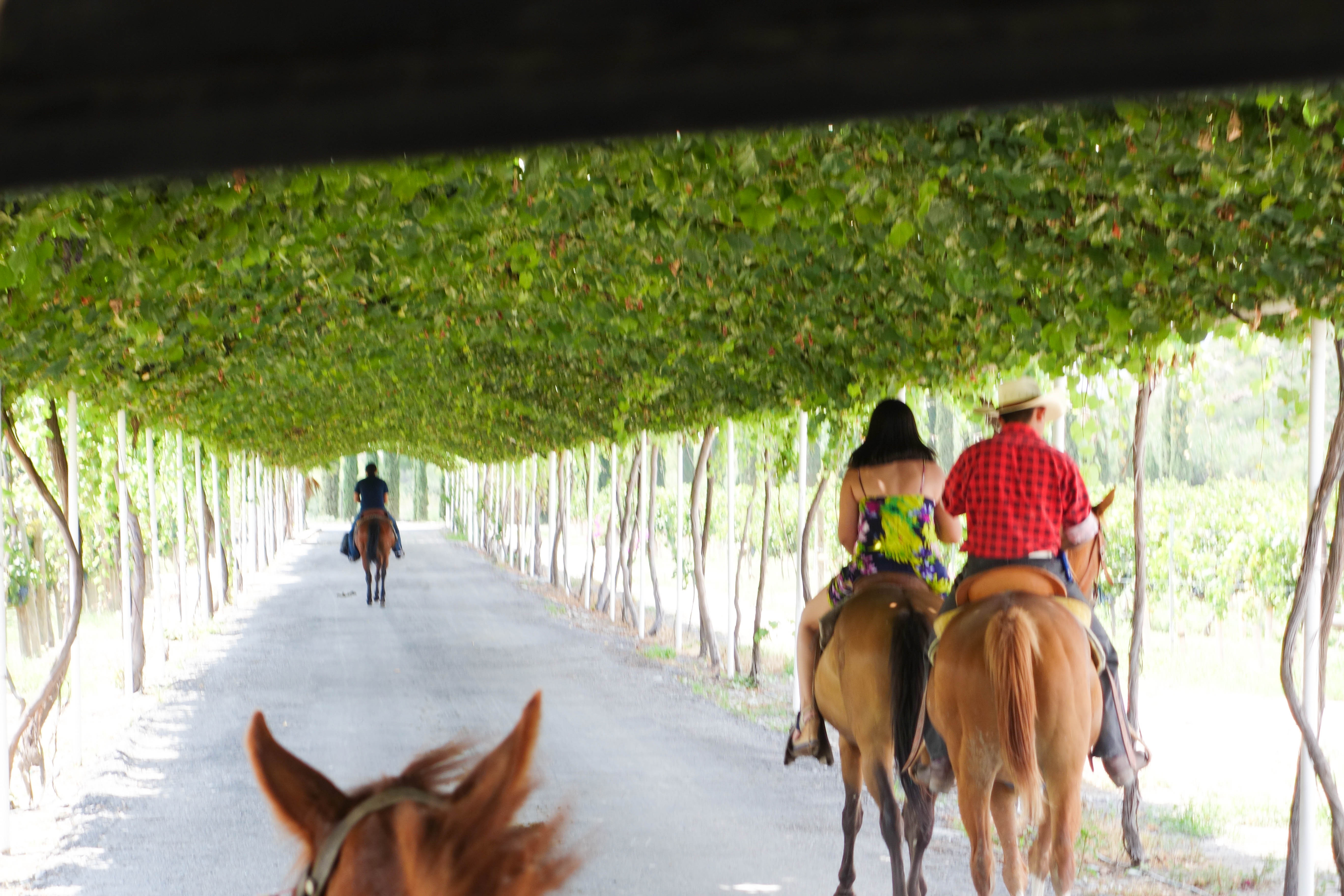 Paseo en calandria por viñedos, por Diana Patricia Montemayor Flores