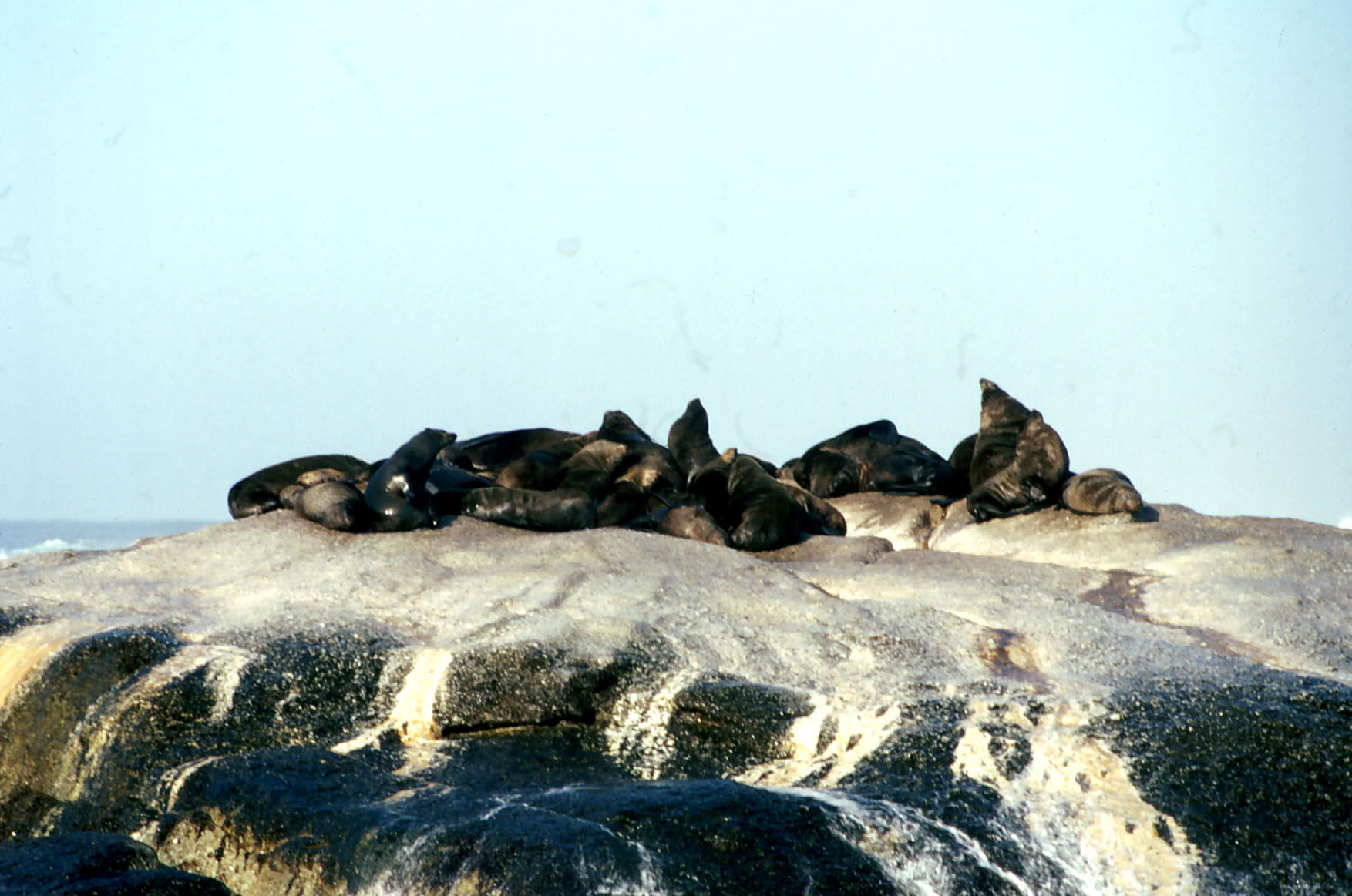 Duiker Island, por giuseppe civica