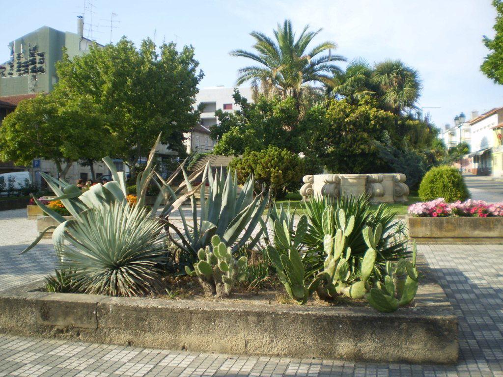 Jardim do Bacalhau, por Lala