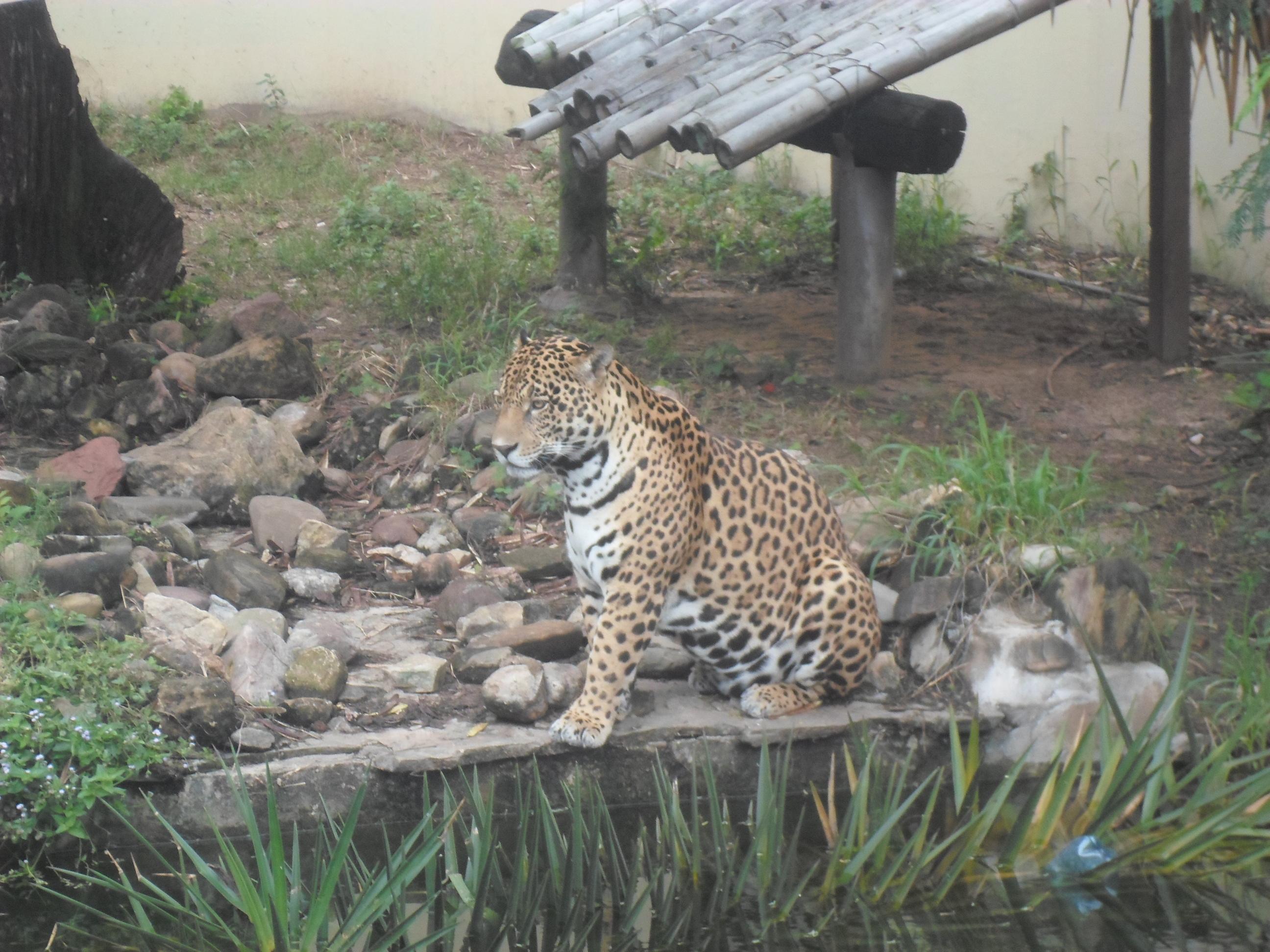 Zoologico Santa Cruz de la Sierra Bolivia in Santa Cruz de la