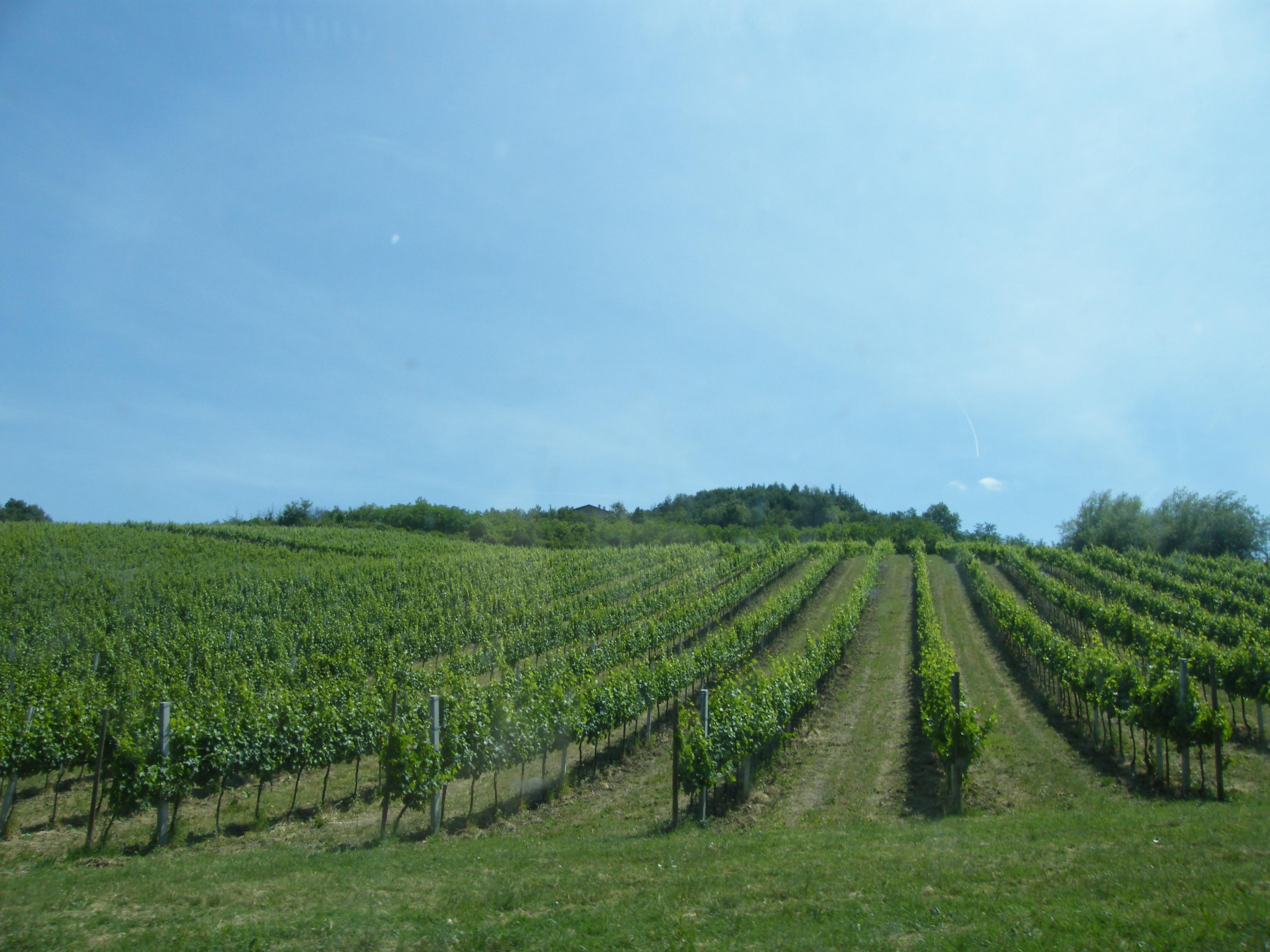 Cantine Aperte, por Giuseppe Vinciguerra