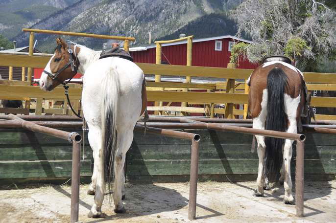 Ruta a caballo en Banff, por albertoloyo