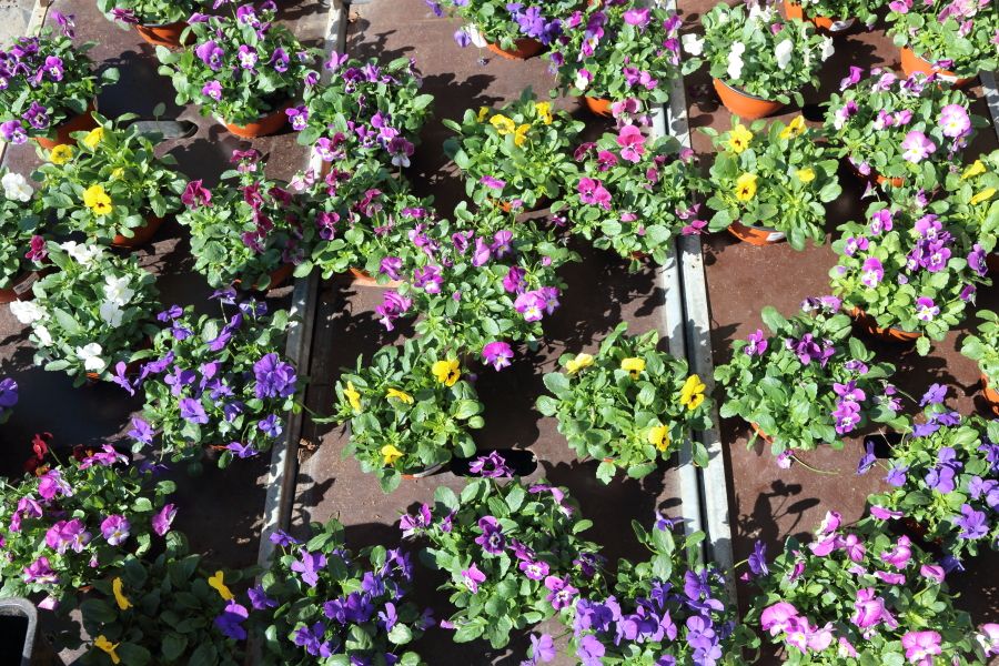 Mercado flores Stortorvet, por ANADEL