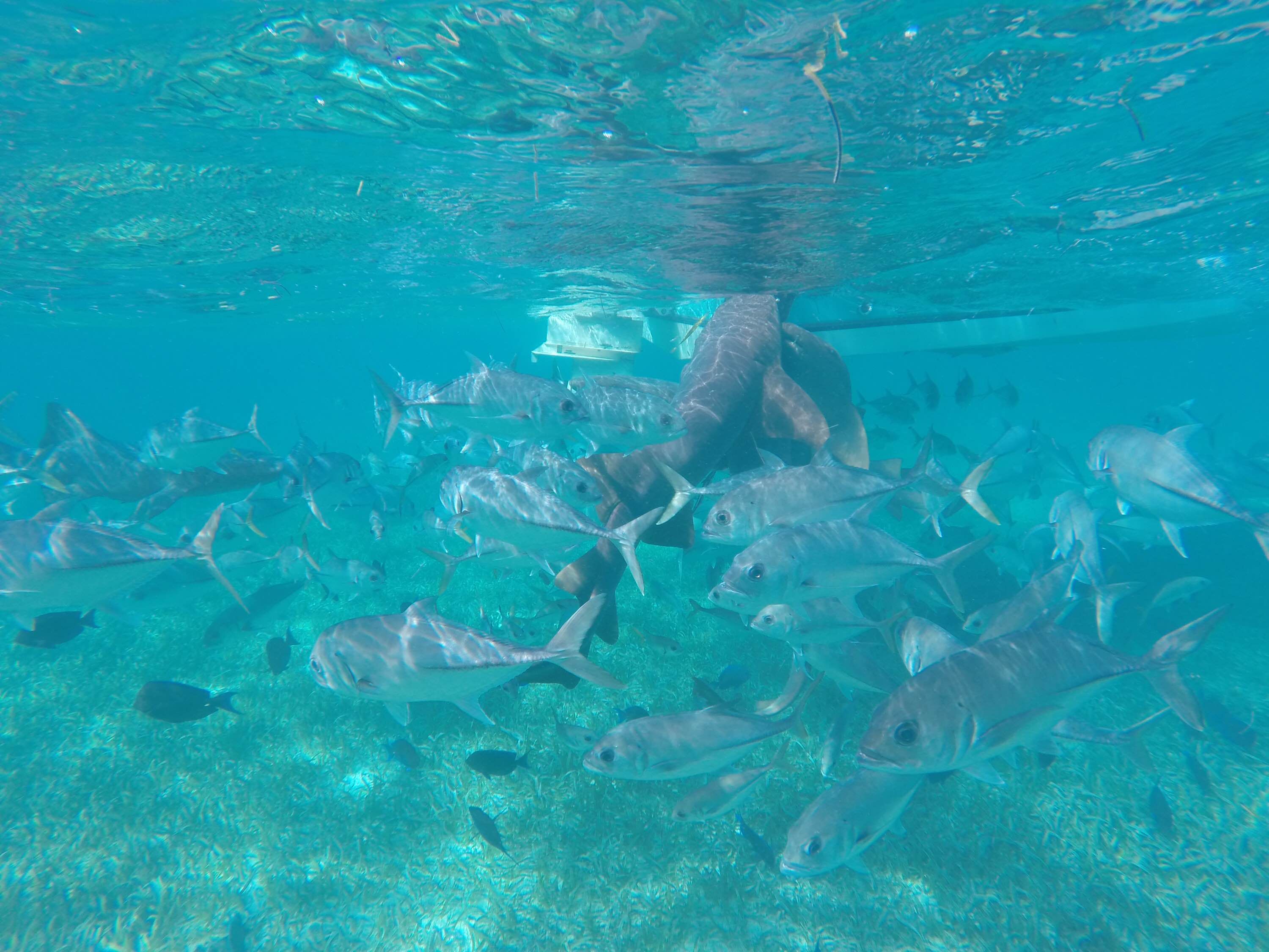 Barrera de Coral de Belice, por sbocaro
